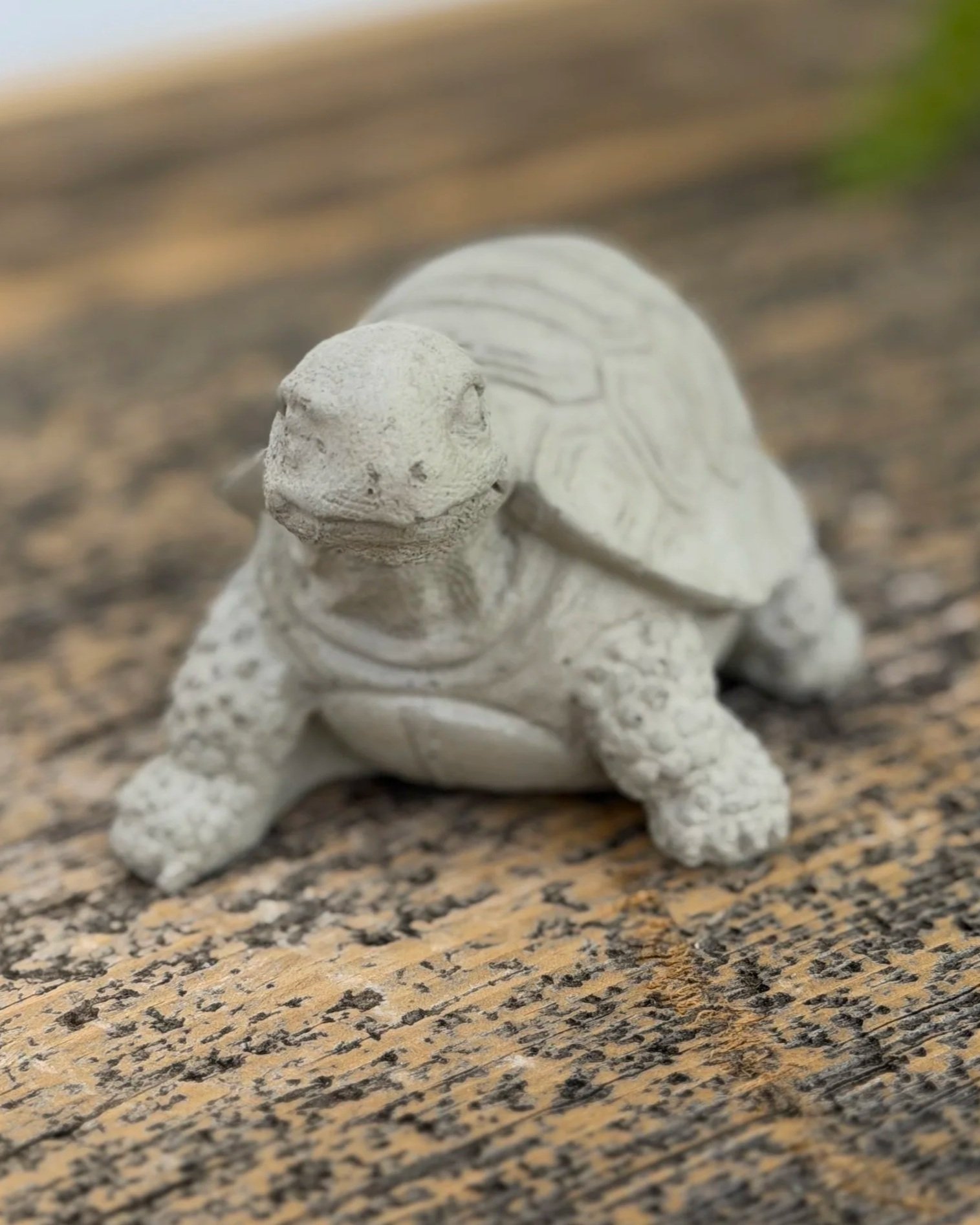 tiny turtle looking left