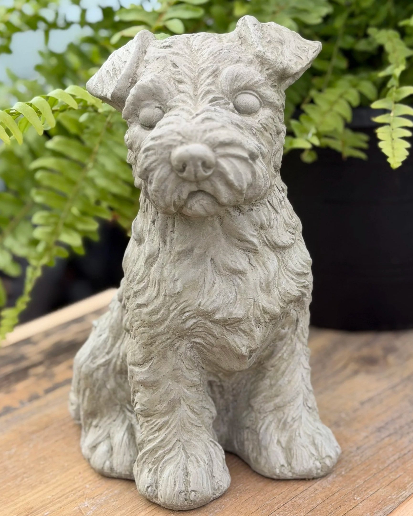 small sitting schnauzer