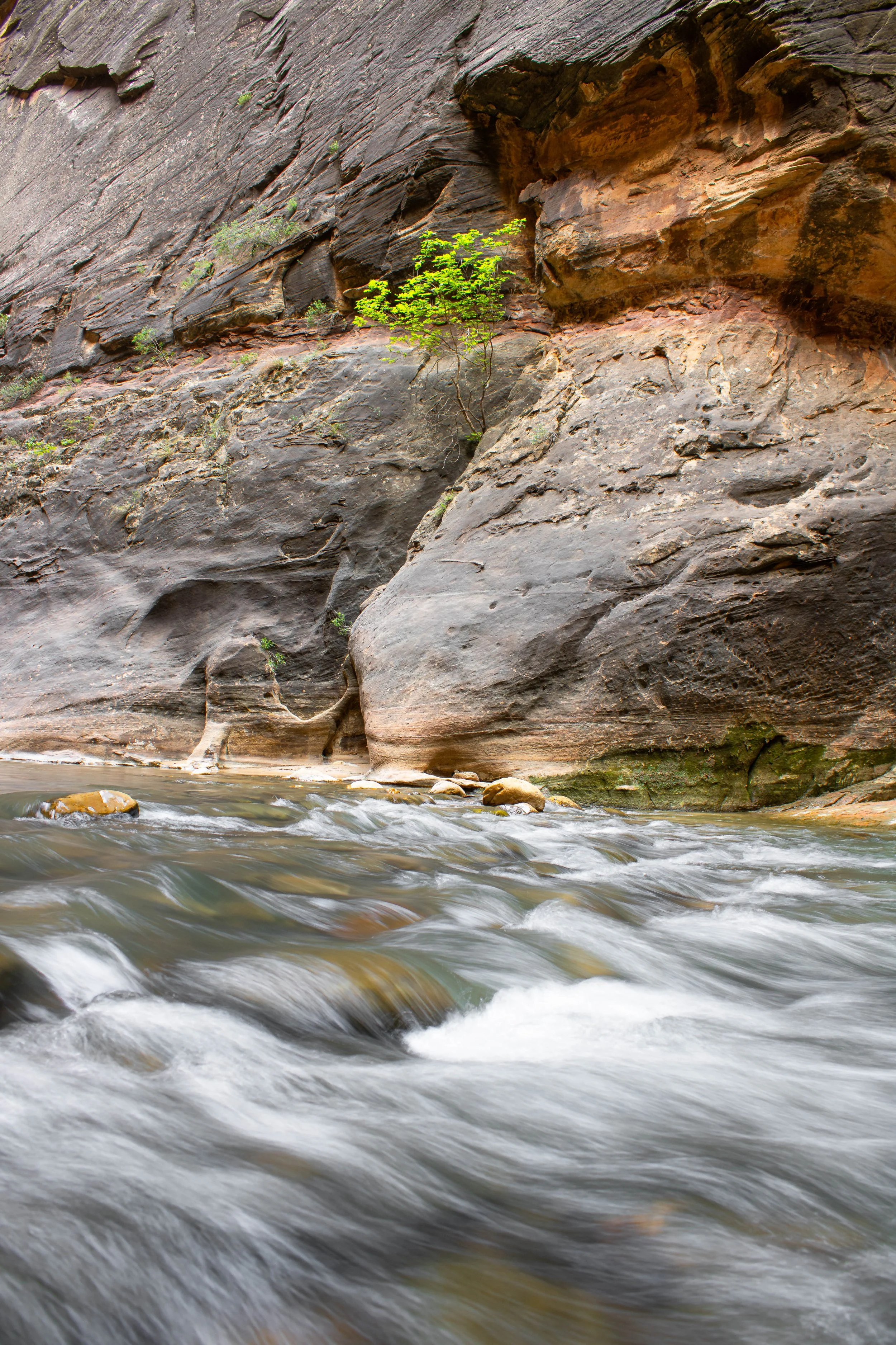 Zion National Park 2022