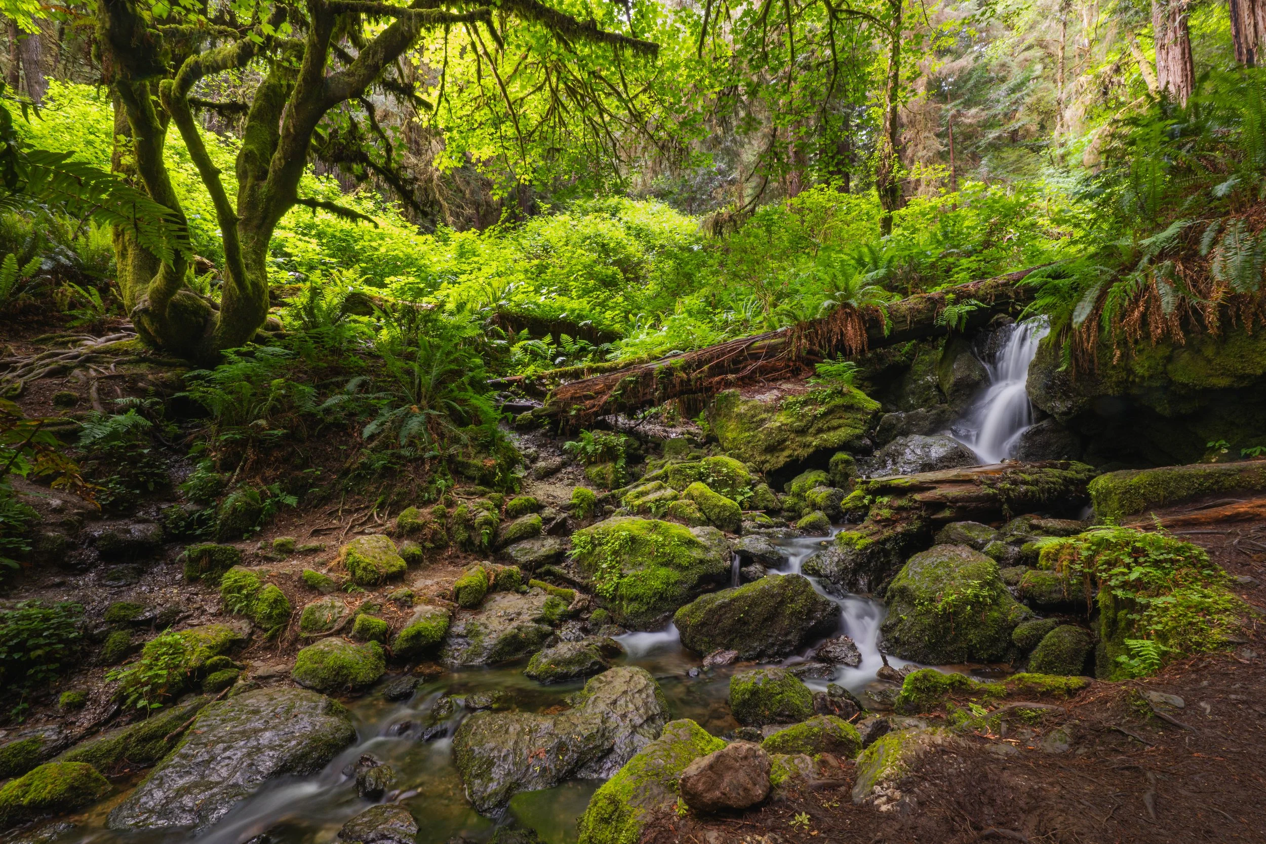 Redwoods National Park 2025