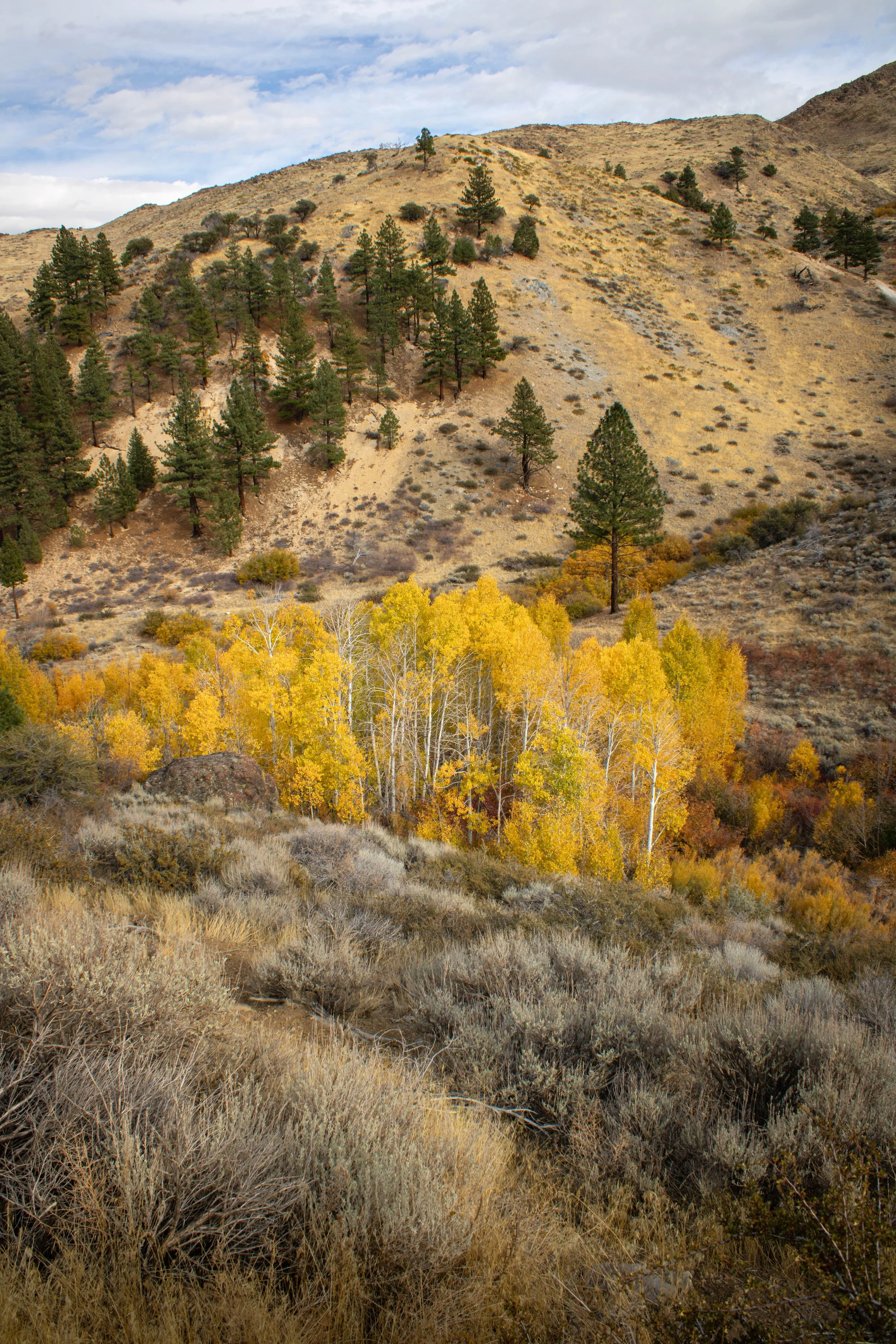 Hunter Creek Trail 2024