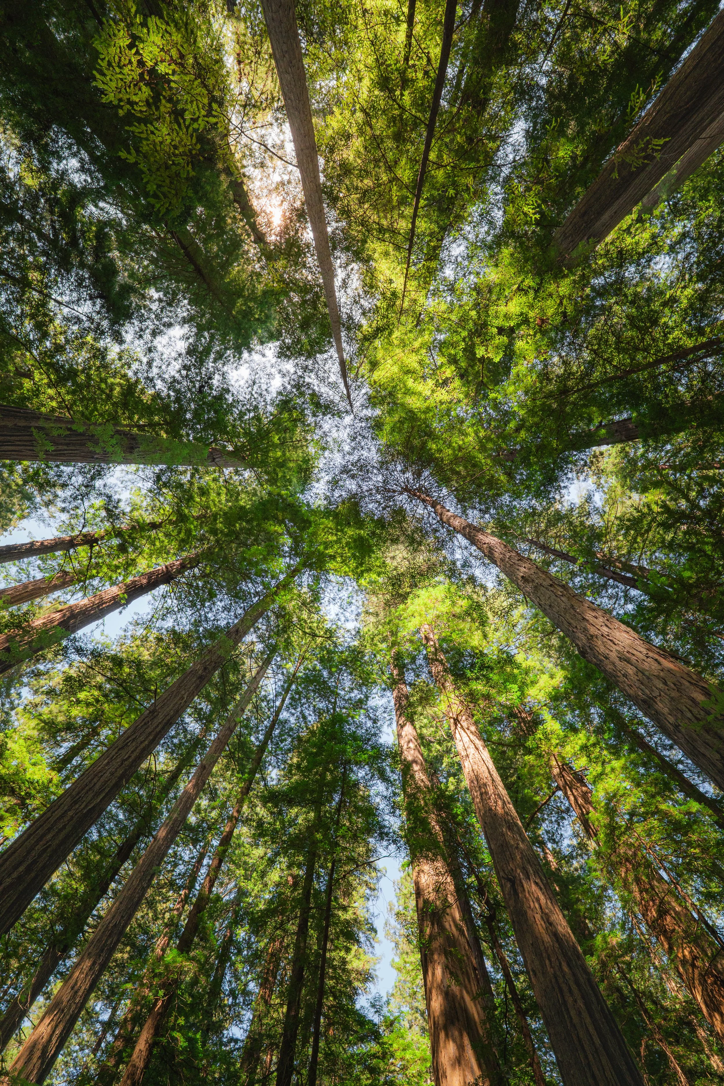 Redwoods National Park 2025