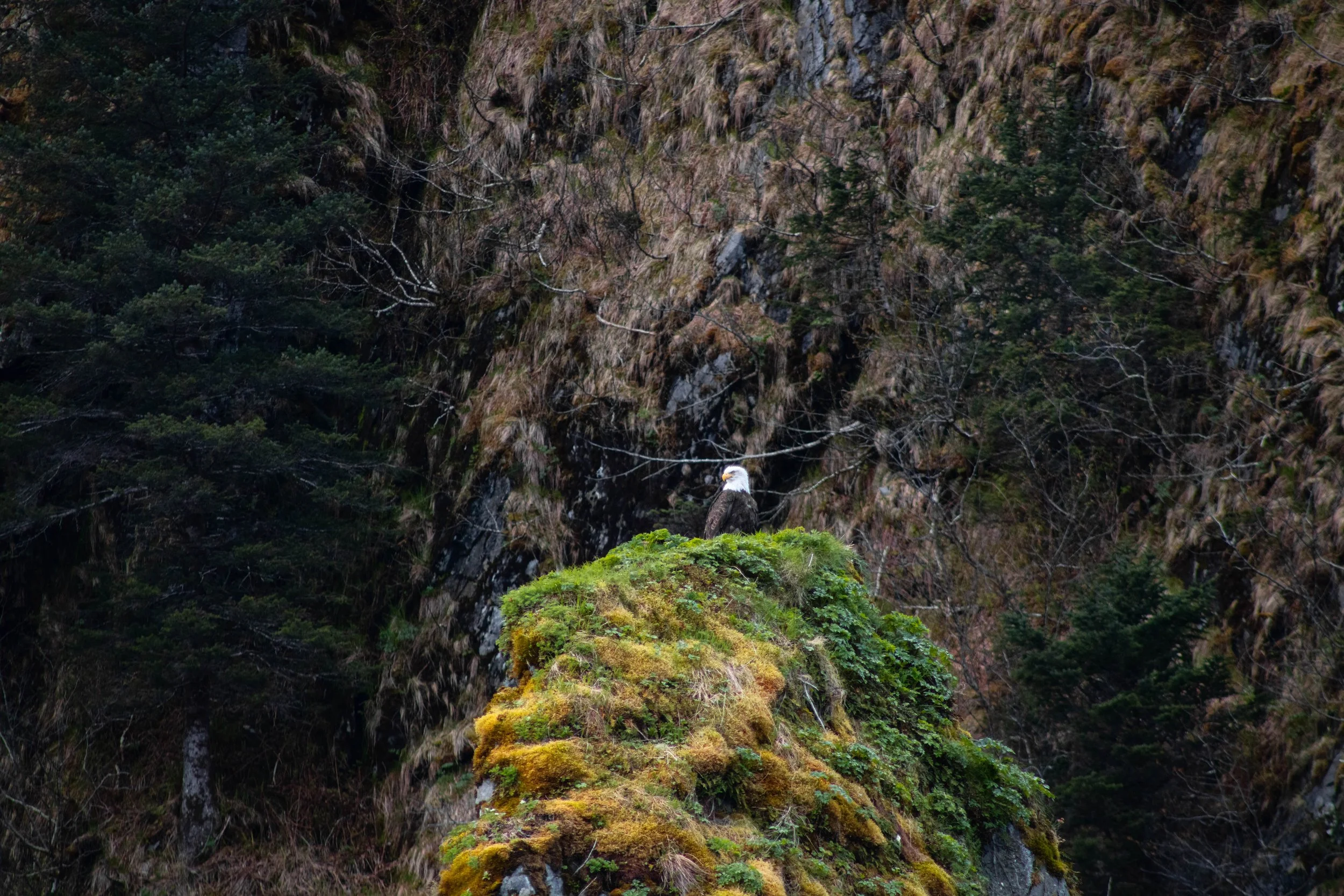Kenai Fjords National Park 2024