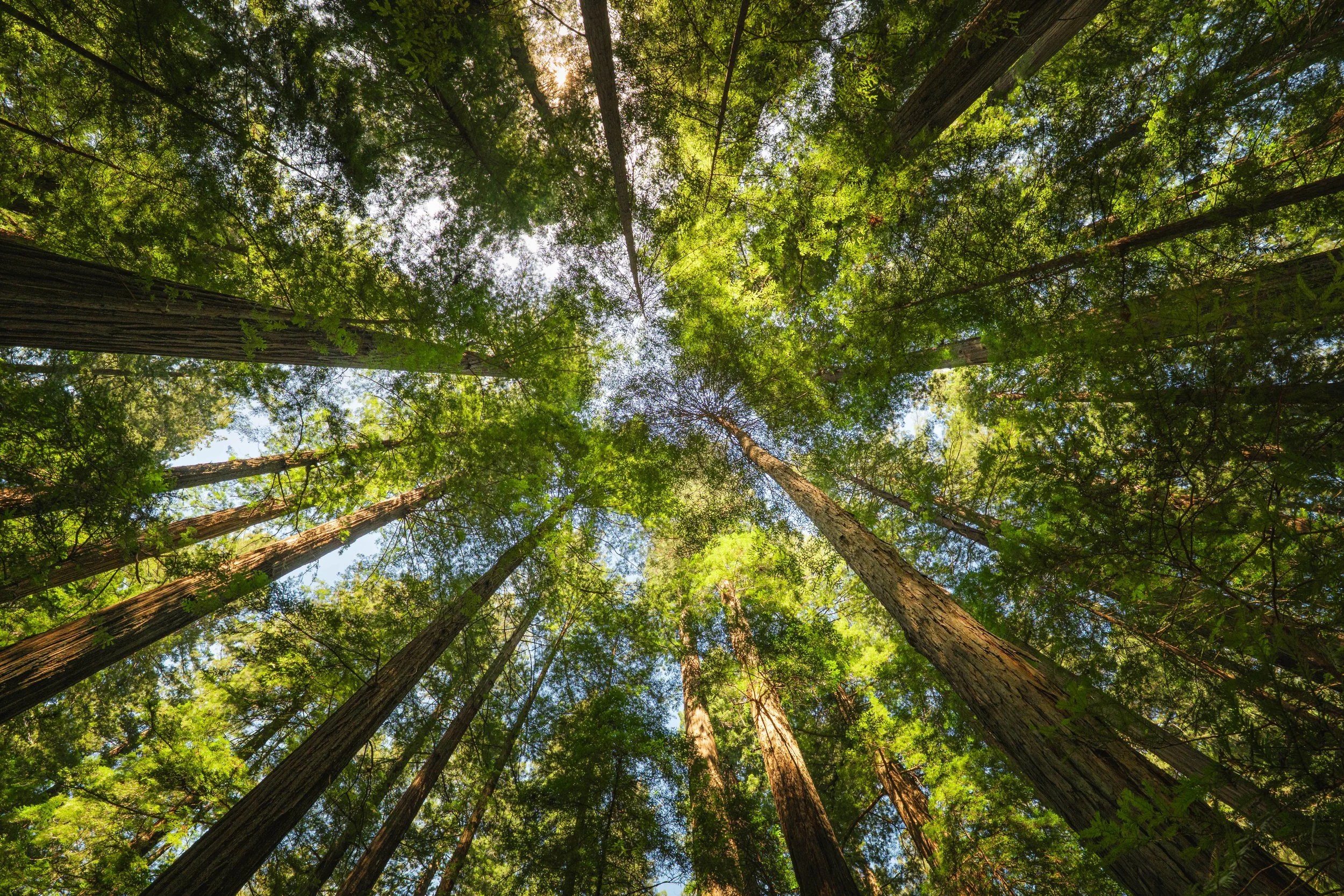 Humboldt Redwoods State Park 2025