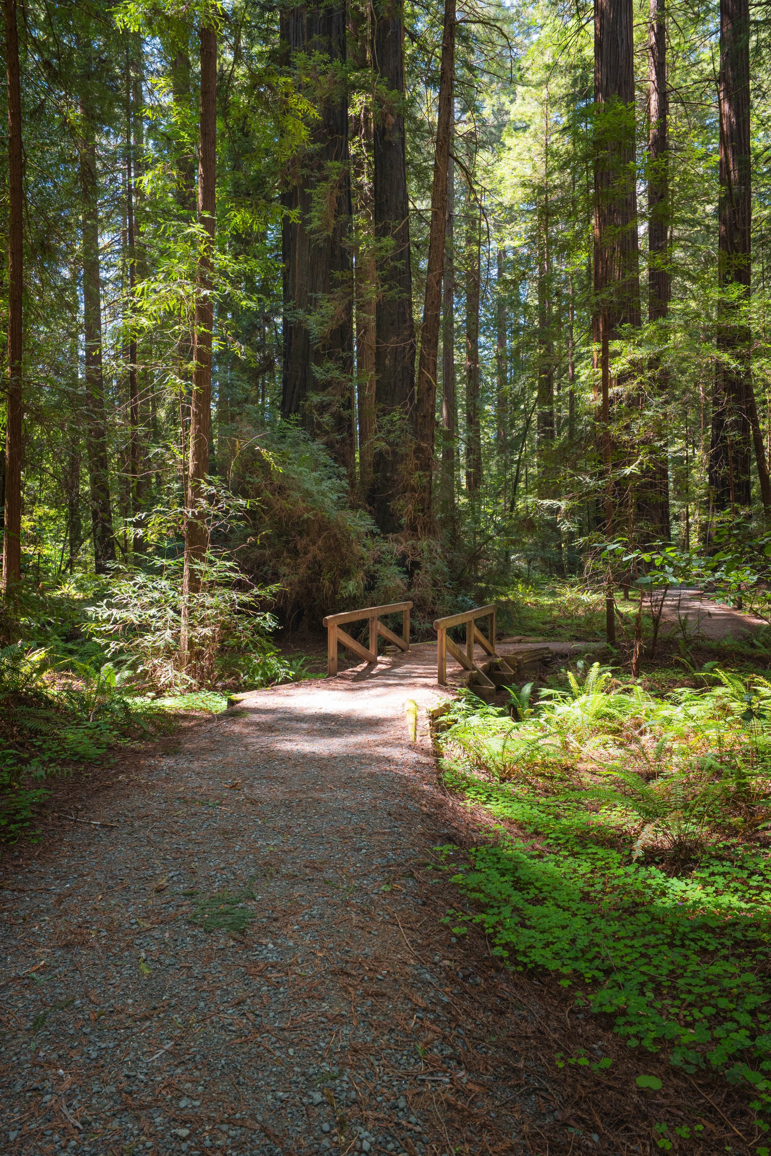 Humboldt Redwoods State Park 2025