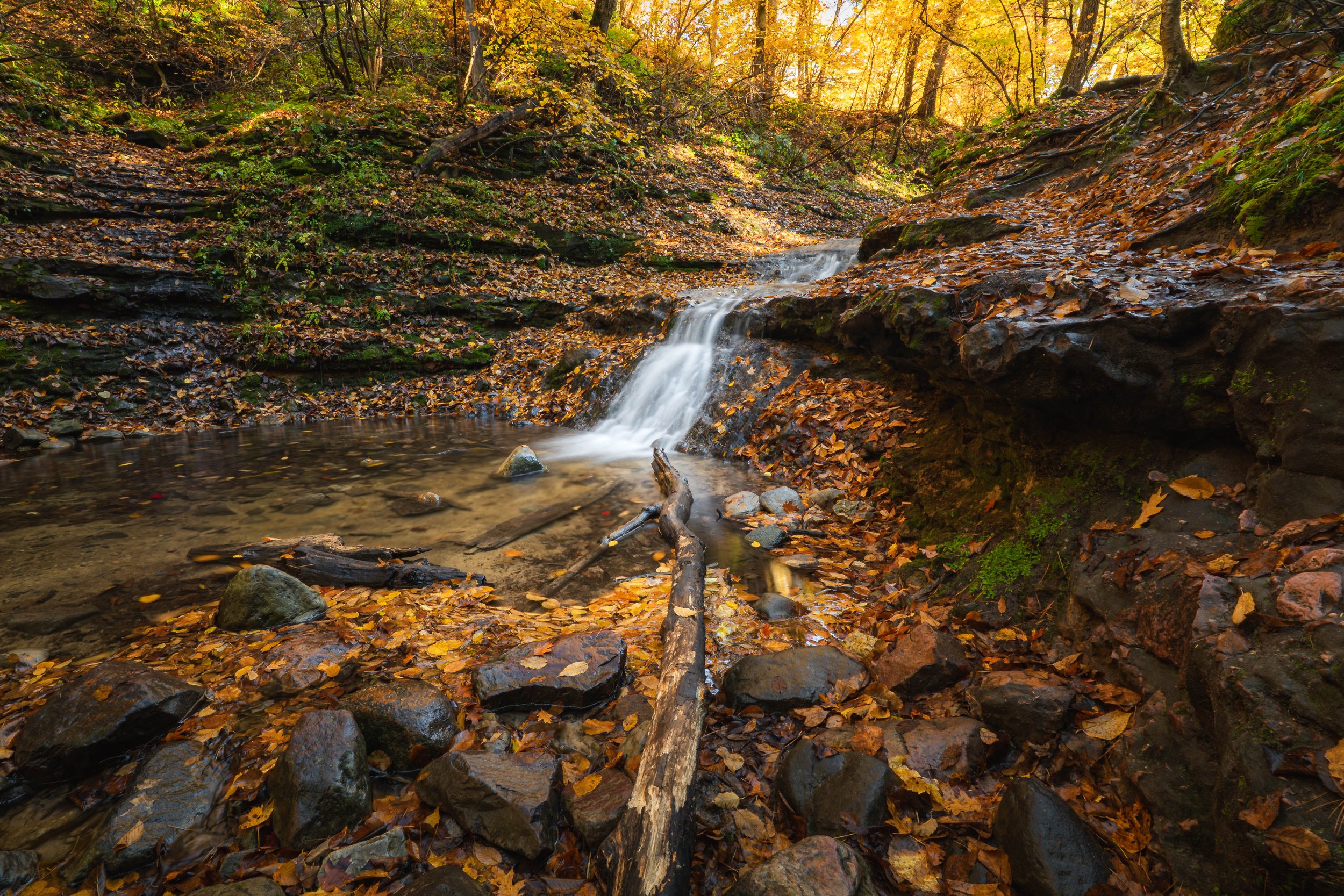 Parfrey Glen's Nature Area 2025