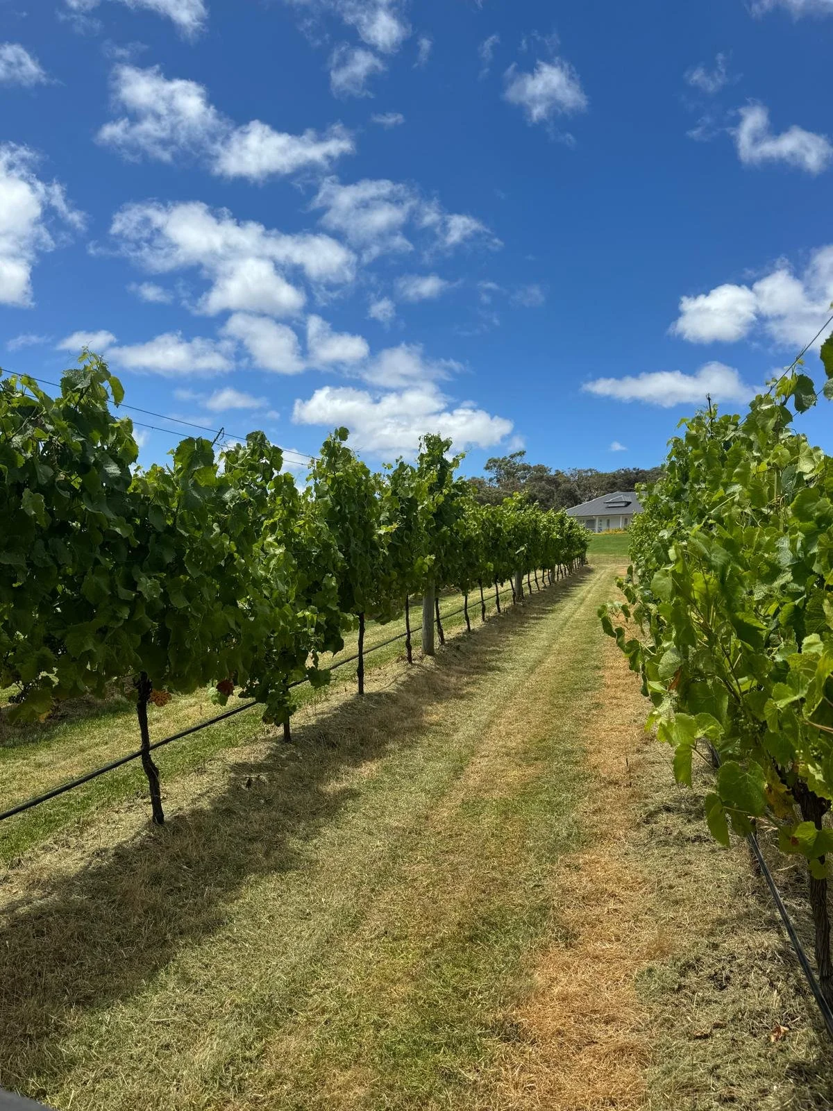 Vineyard rows with a house in the background, under a partly cloudy blue sky.