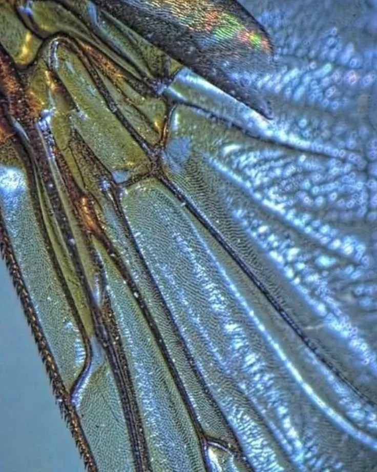 Close-up of a dragonfly wing showing detailed veins and iridescent surface.