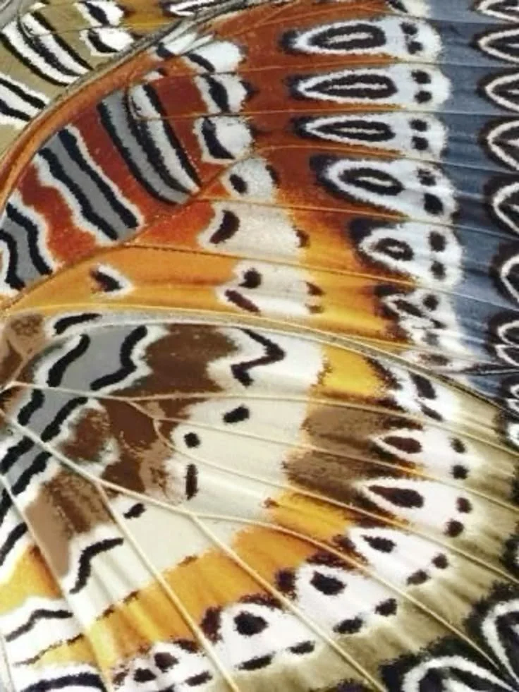 Close-up of a butterfly's colorful wing with black, white, orange, and yellow patterns.