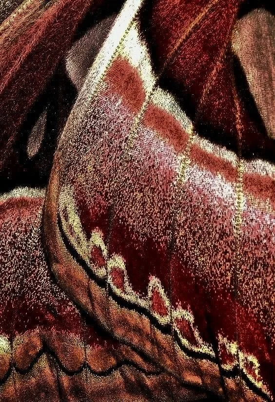 Close-up of a patterned fabric with red, white, and black colors, showing intricate details and textures.