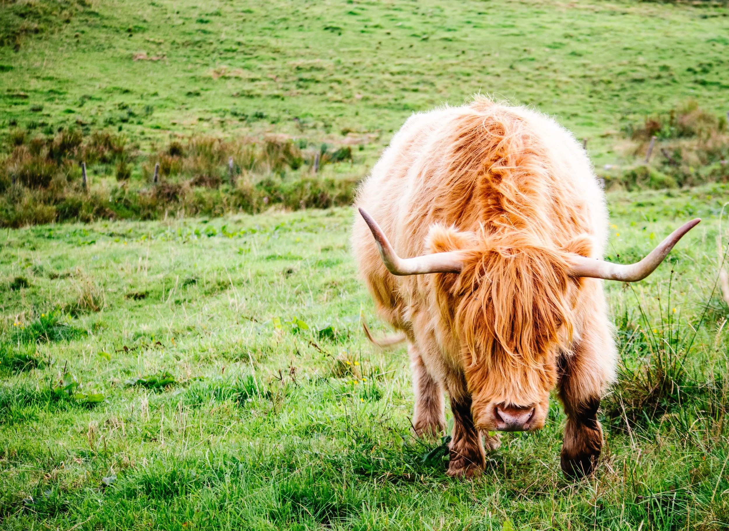 Scotland