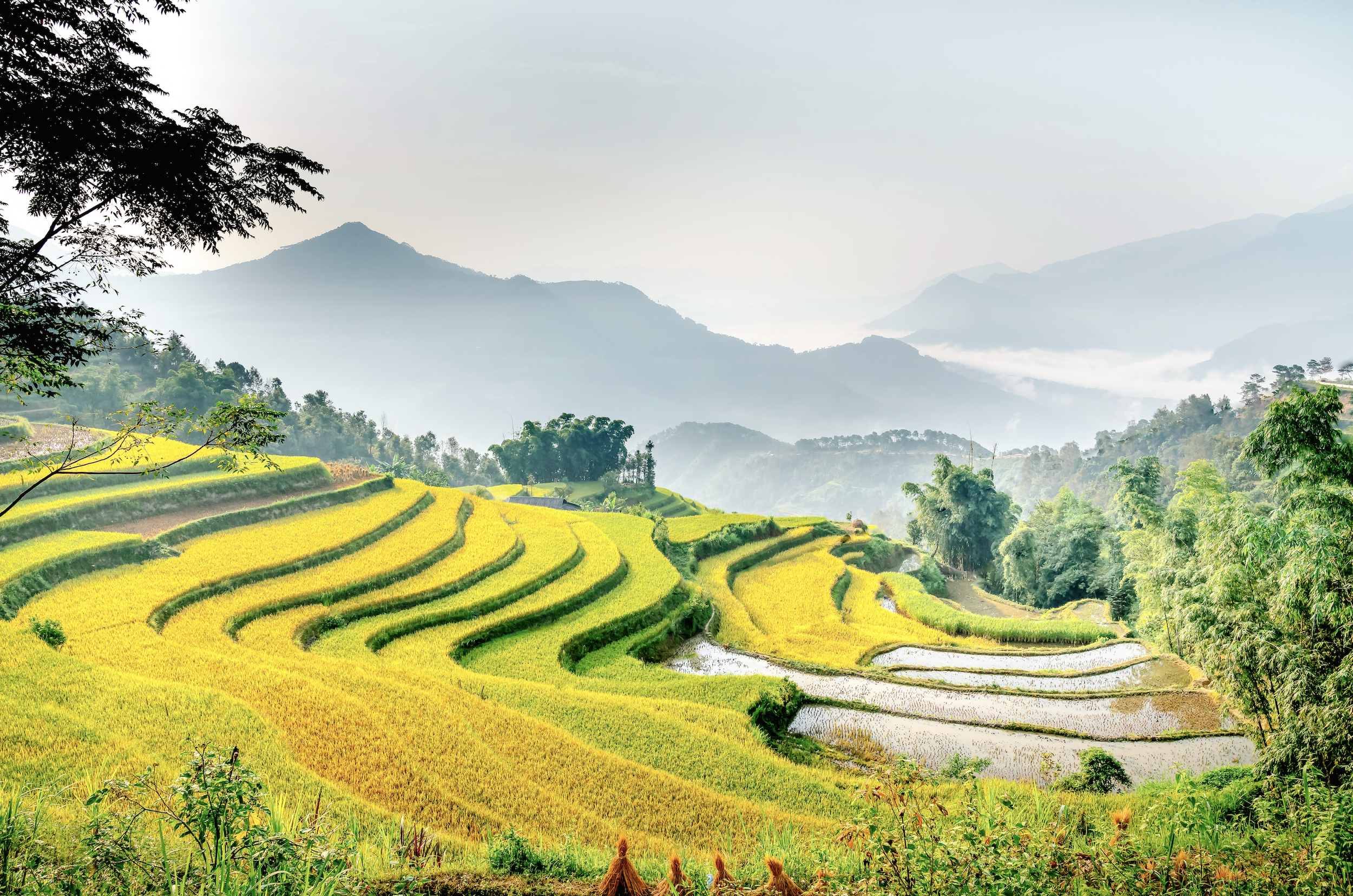 Vietnam