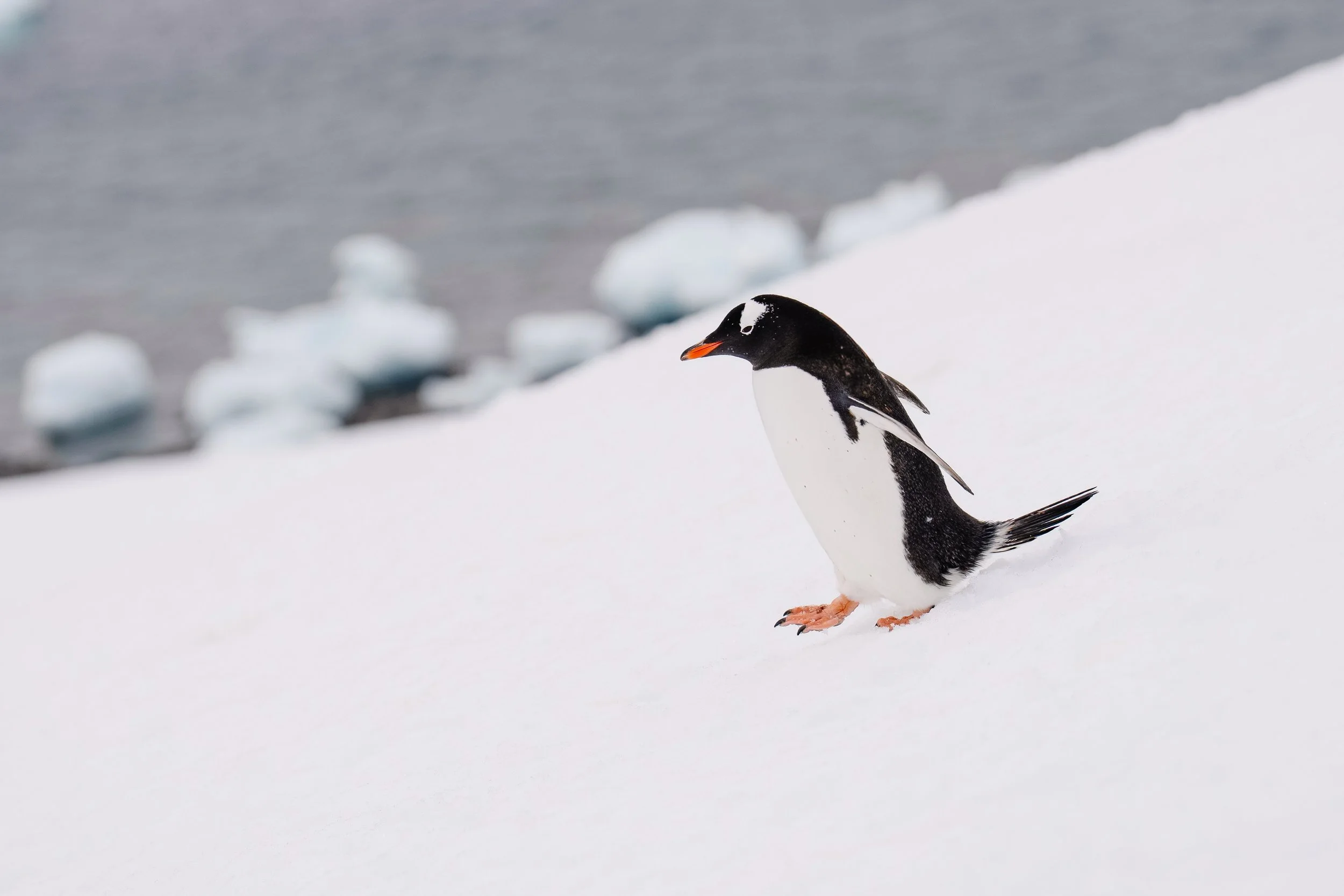 Antarctica