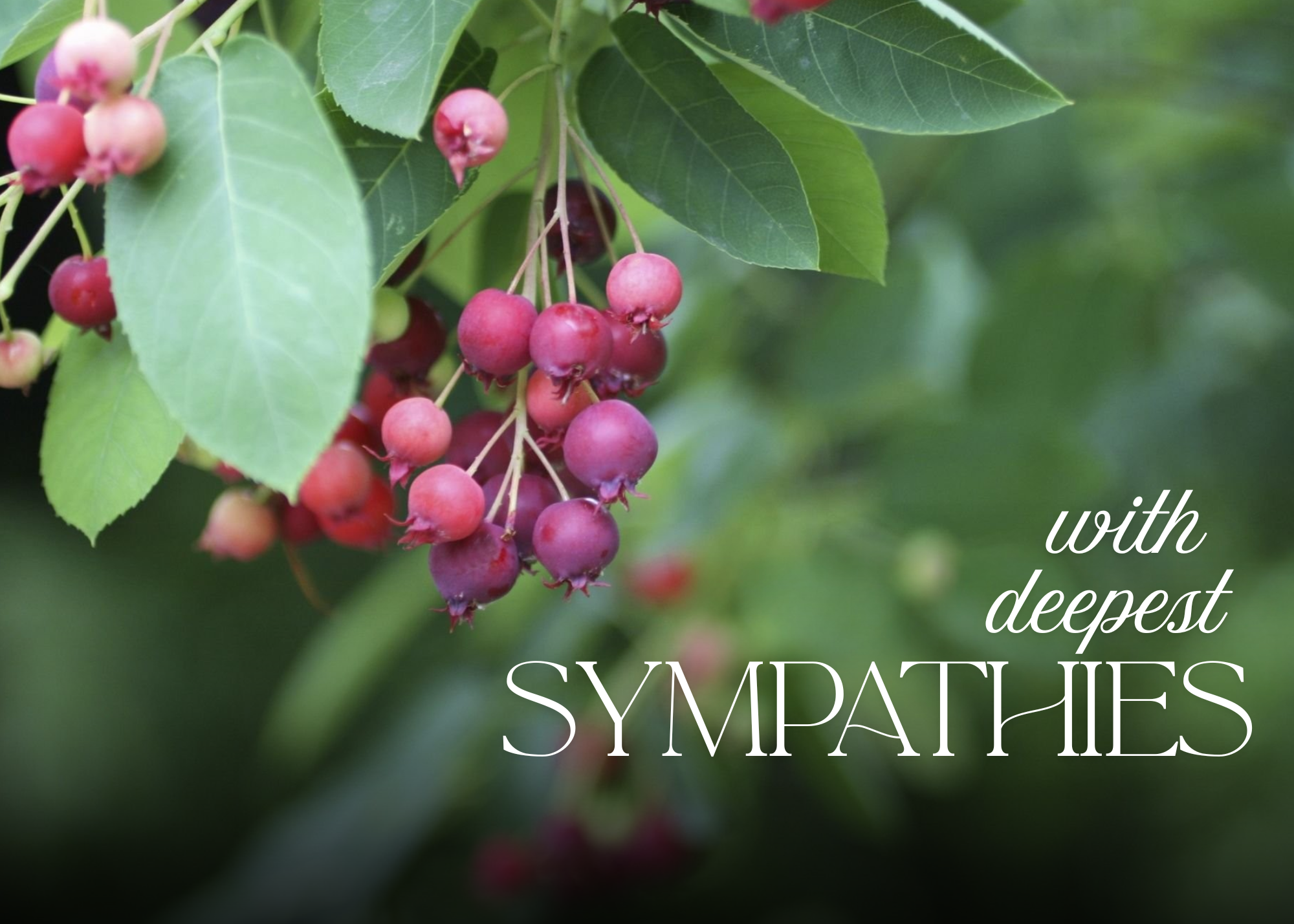 Sympathy Card