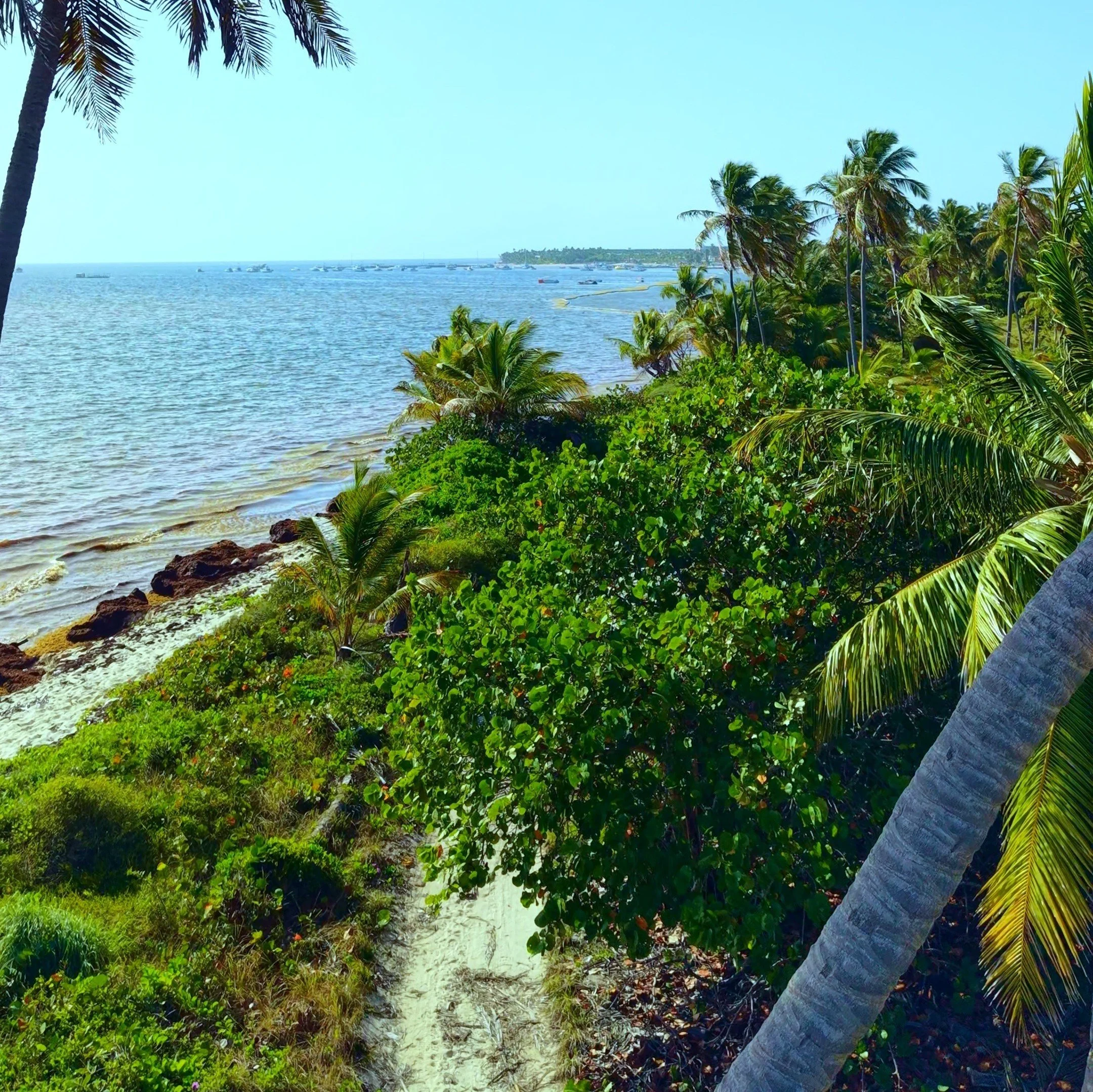 A tropical beach scene with palm trees, lush green vegetation, a sandy path, and a view of the ocean with boats in the distance.