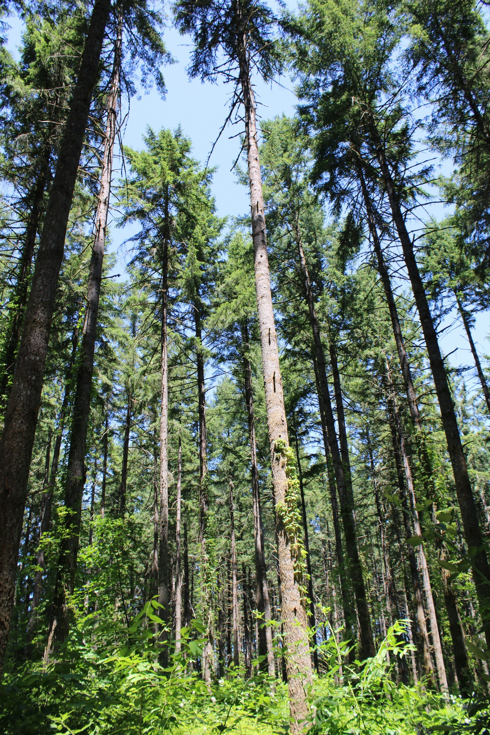 Tall green pine trees in a forest under a clear blue sky.