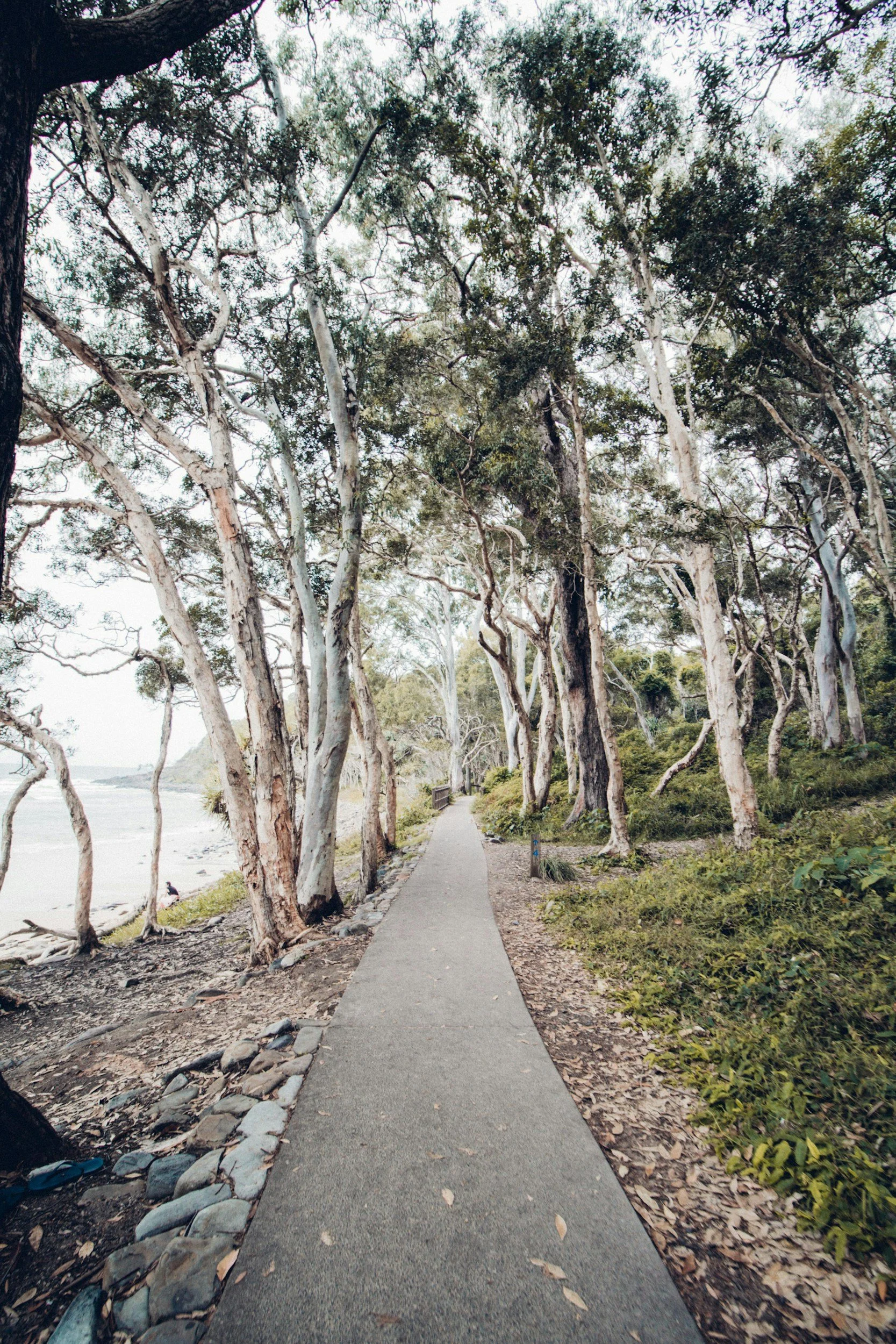 Peaceful forest walking track beside coastline, representing nature-based Positive Behaviour Support and community-based NDIS services for children adolescents and young adults
