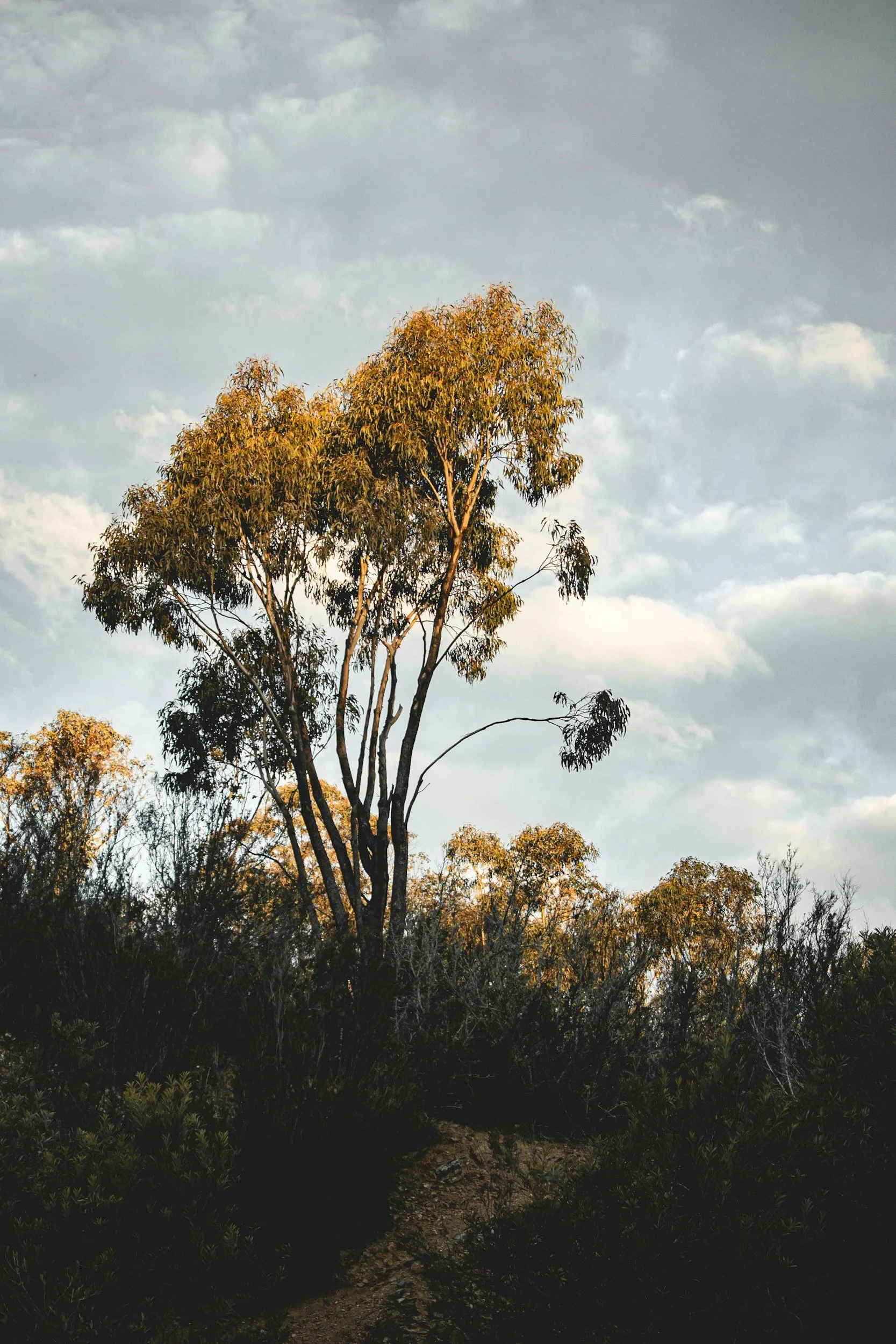 A tall tree with yellowish-green leaves stands against a cloudy sky, with additional trees and shrubs at the base.