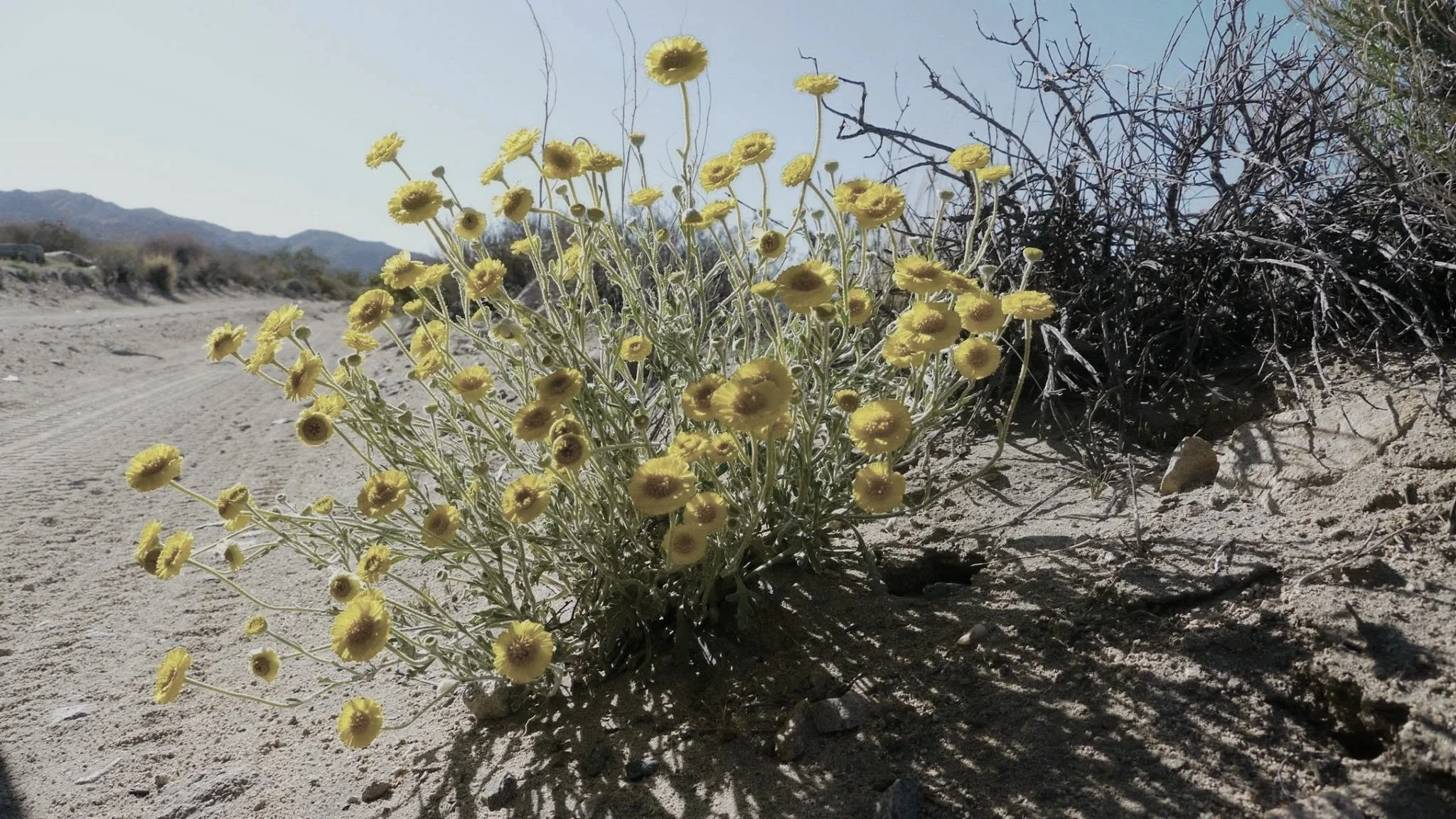 A yellow flowering plant growing in a sandy desert landscape with distant mountains and a clear blue sky.