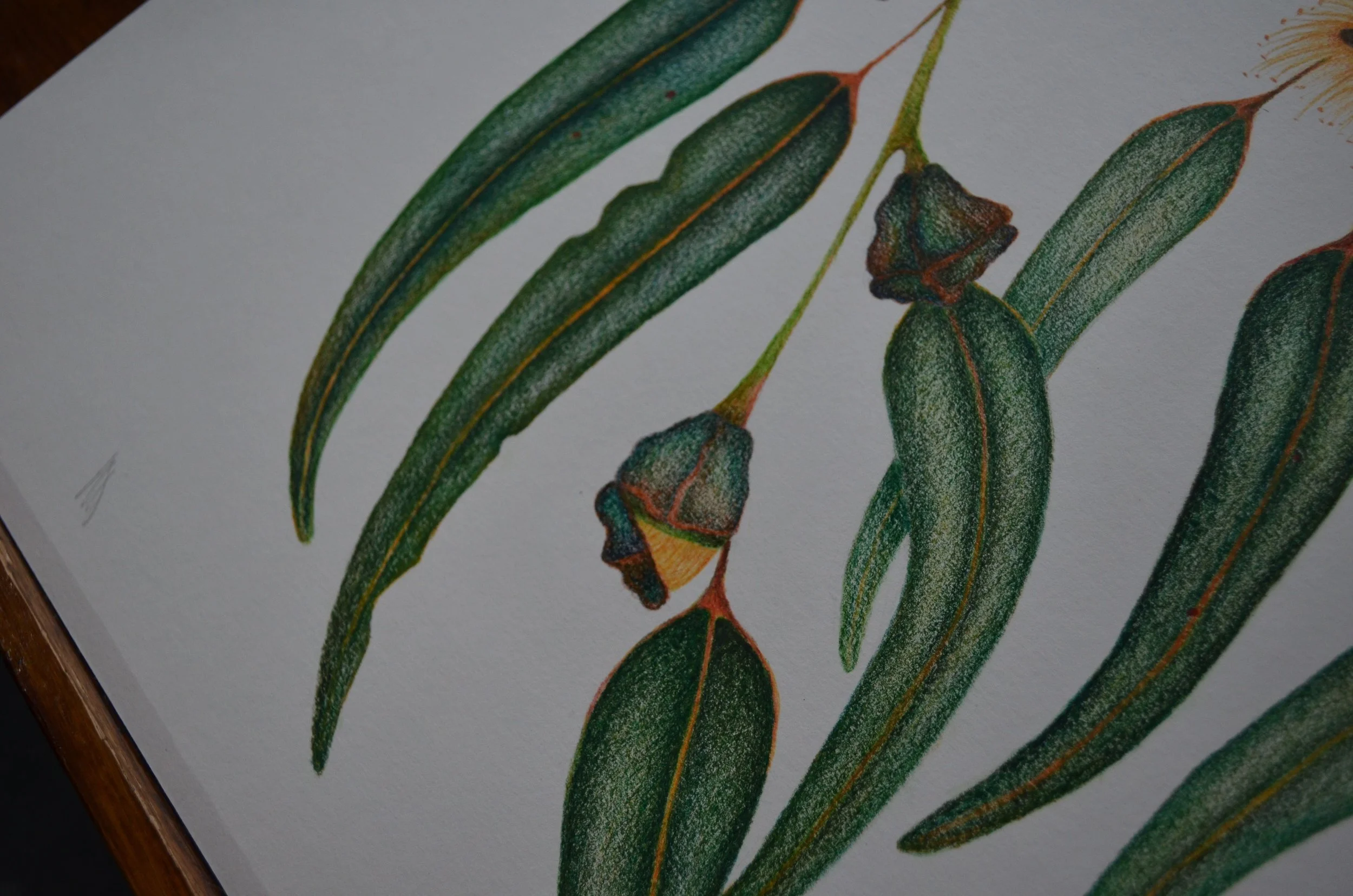 Colored botanical illustration of leaves and seed pods on white paper.