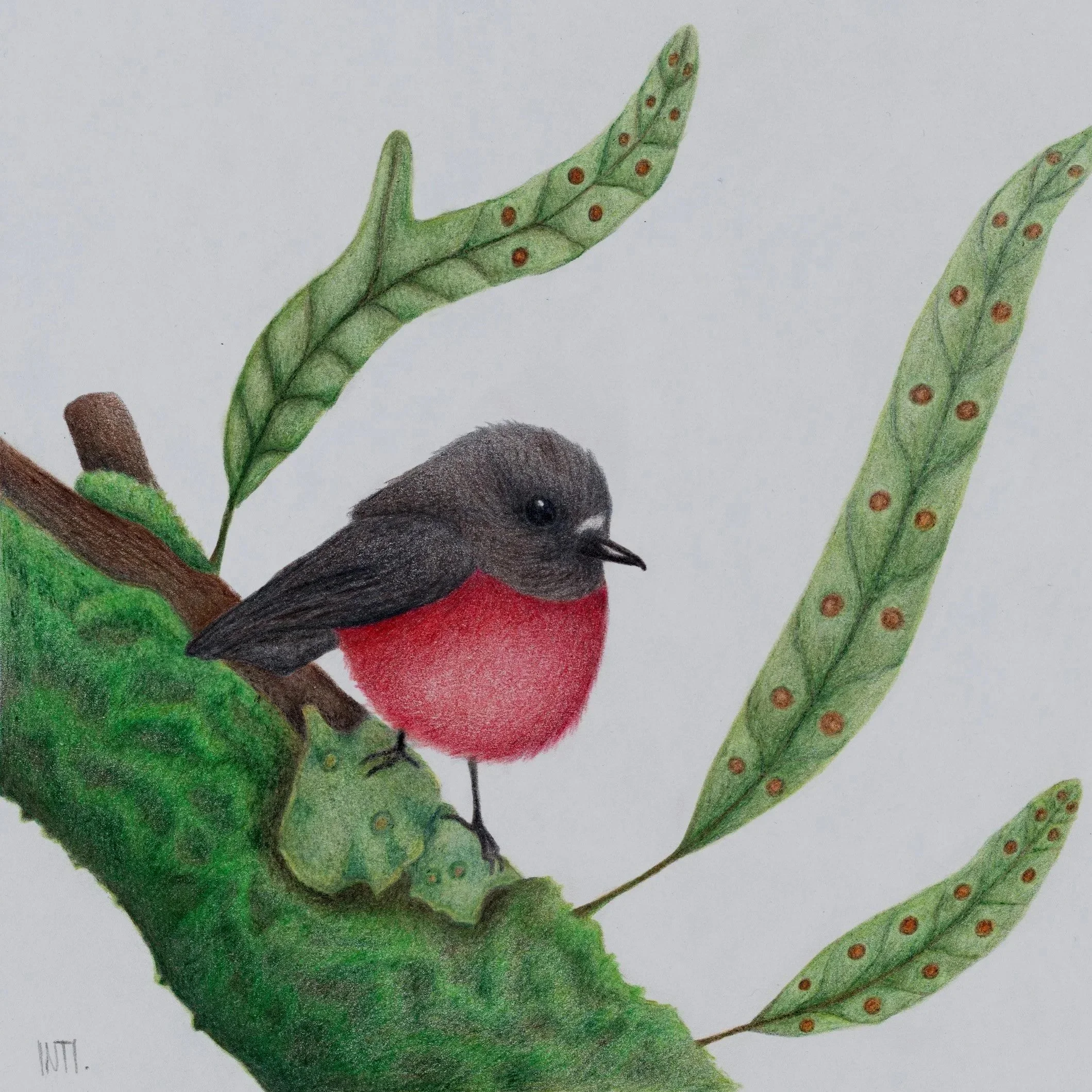 Pink Robin and Kangaroo Fern Print