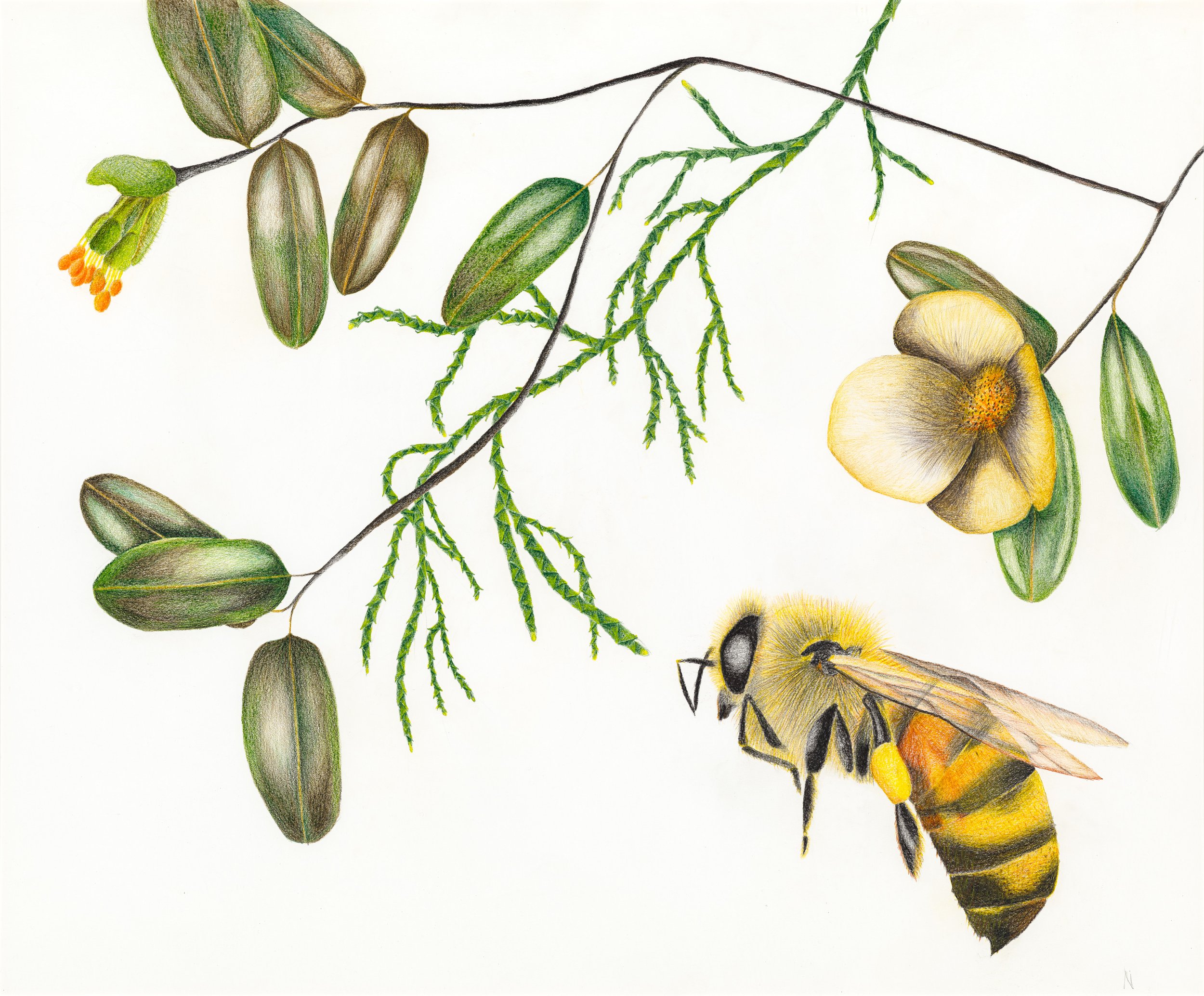 Honey Bee and Huon Pine Print