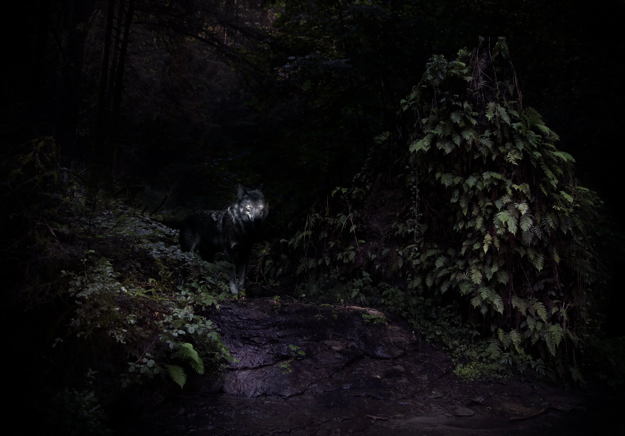 Un loup noir et gris dans une forêt sombre près d'une petite rivière, entouré de végétation luxuriante.