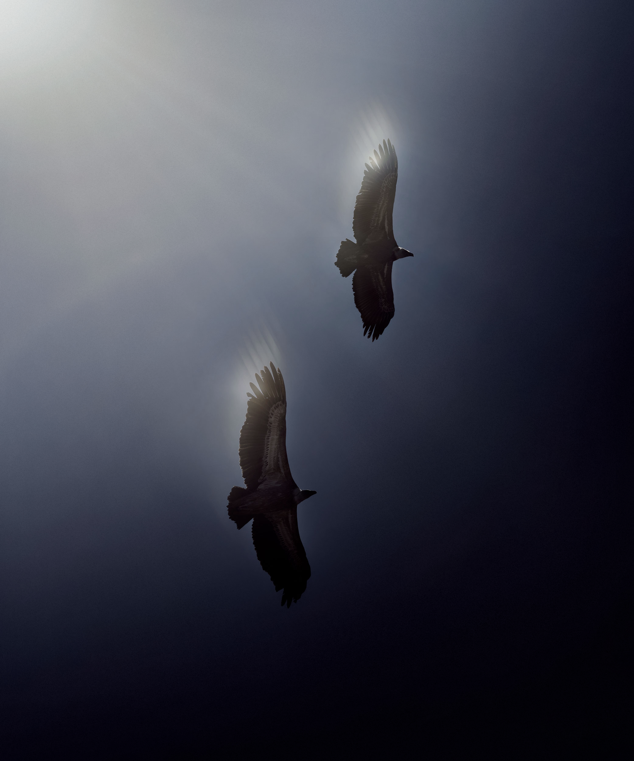 Silent Guardians
