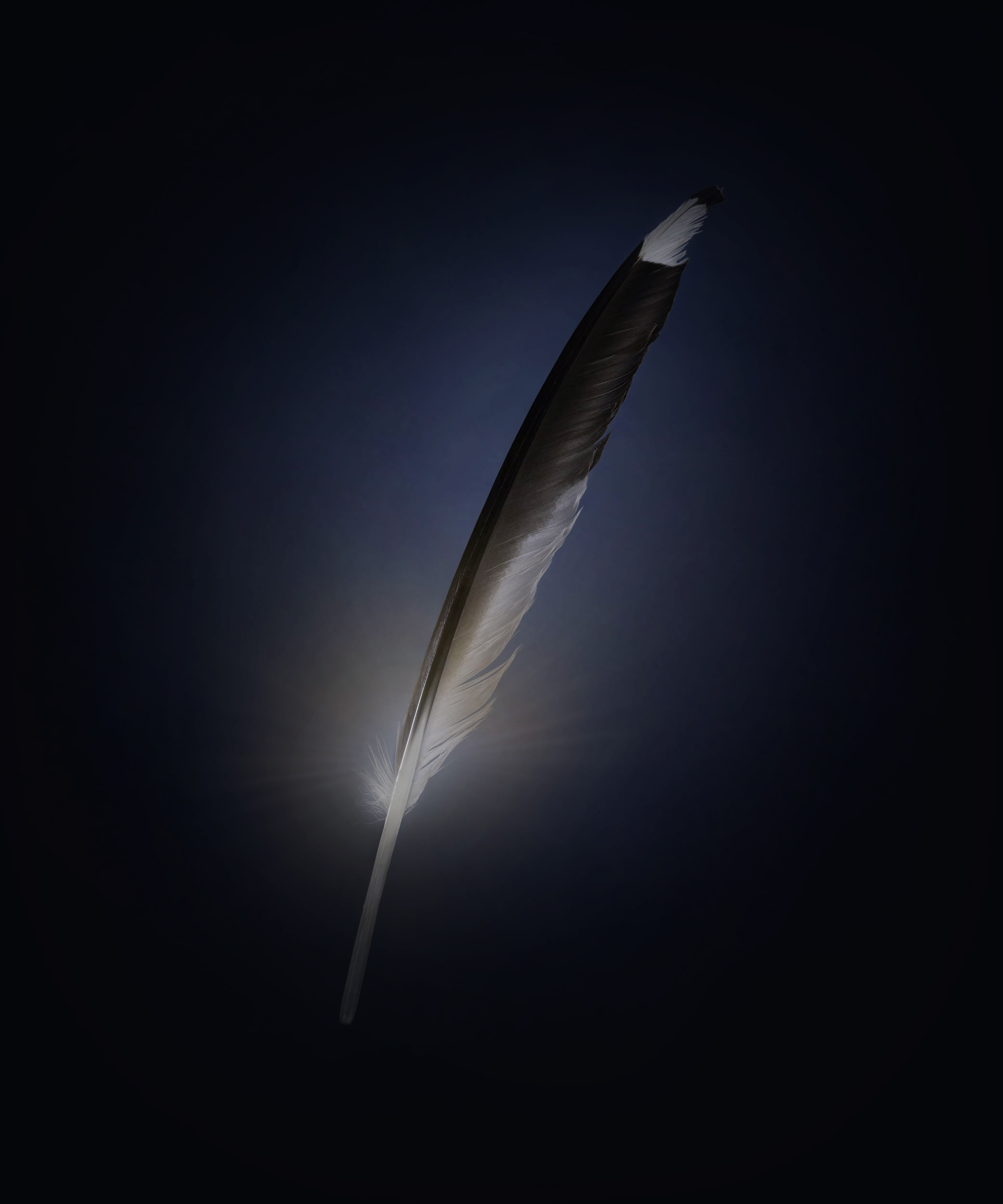 Vestige I, Found on October 2024