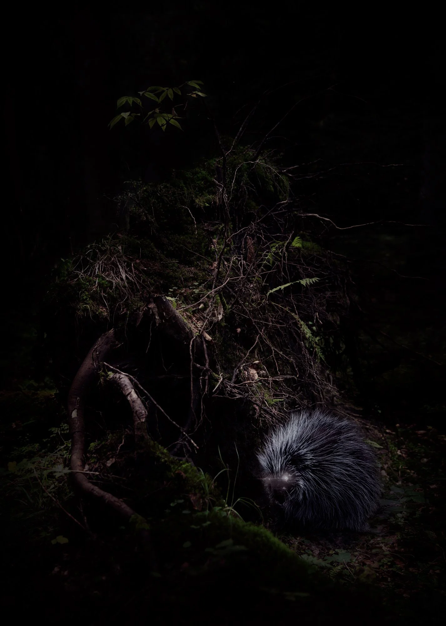 Un animal passant dans une forêt sombre, avec des branches tombées et des feuilles.