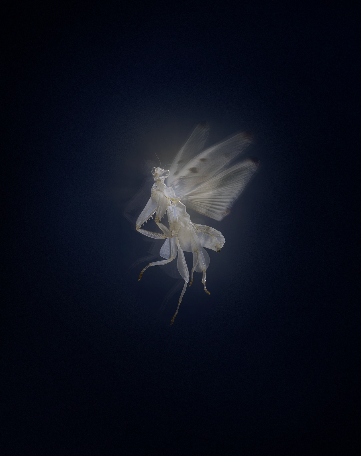 Vestige IV, Bloom