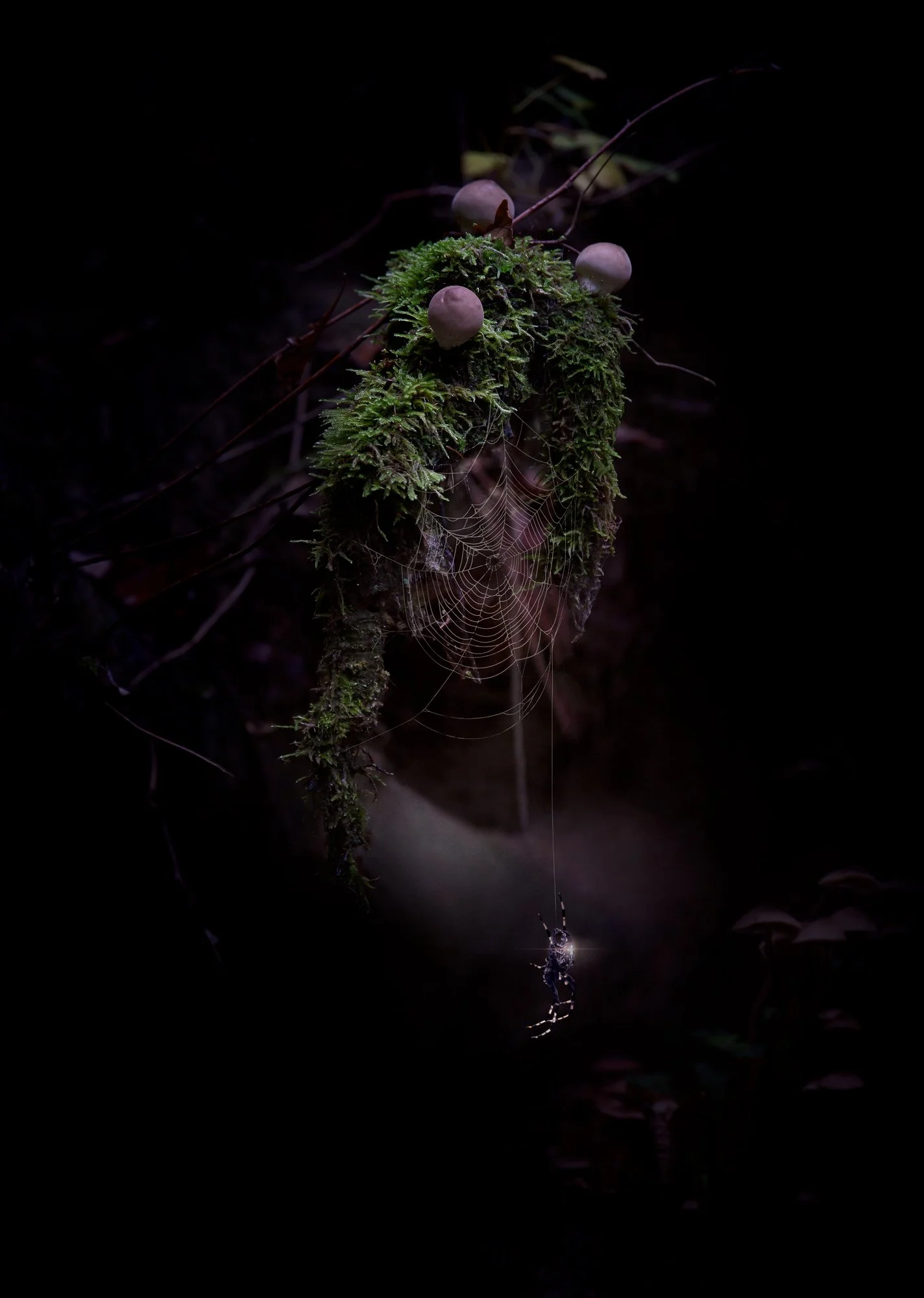 Une toile d'araignée suspendue sous un contrôle noir avec une petite araignée en train de la tisser, avec une brillance subtile et des mousses vertes, dans un environnement forestier sombre.