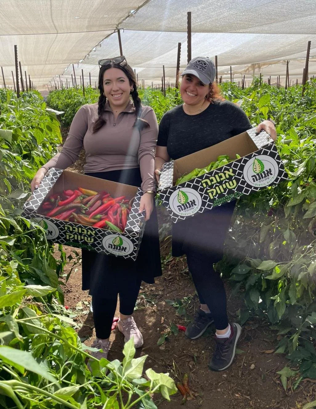 Two women smiling and holding boxes of peppers in a greenhouse or farm with green plants and shade cloth overhead.