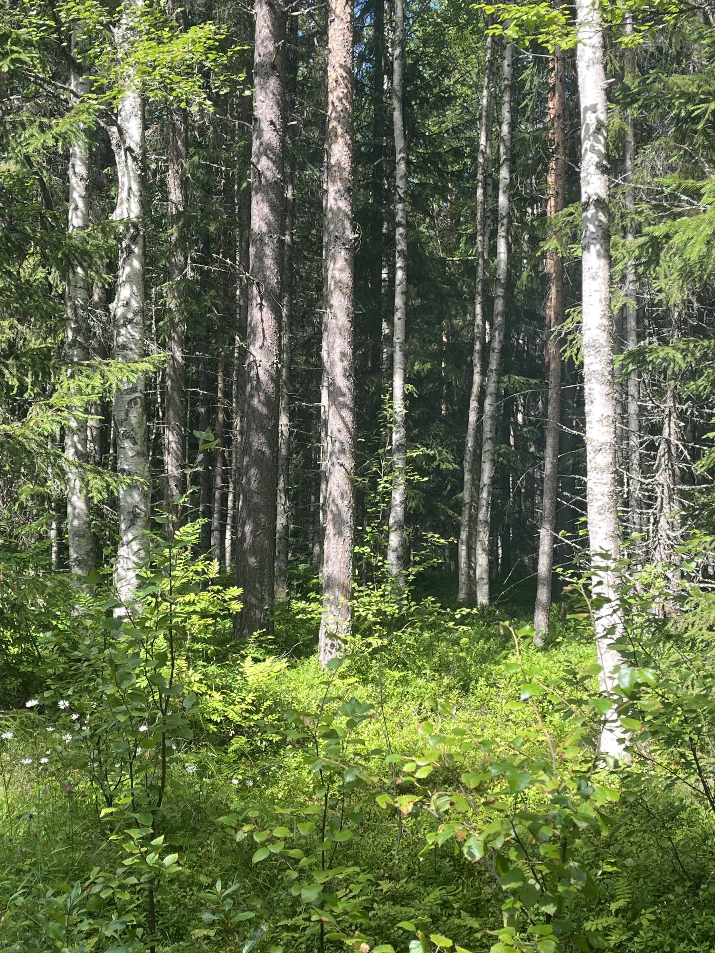 IMG_9802.jpeg