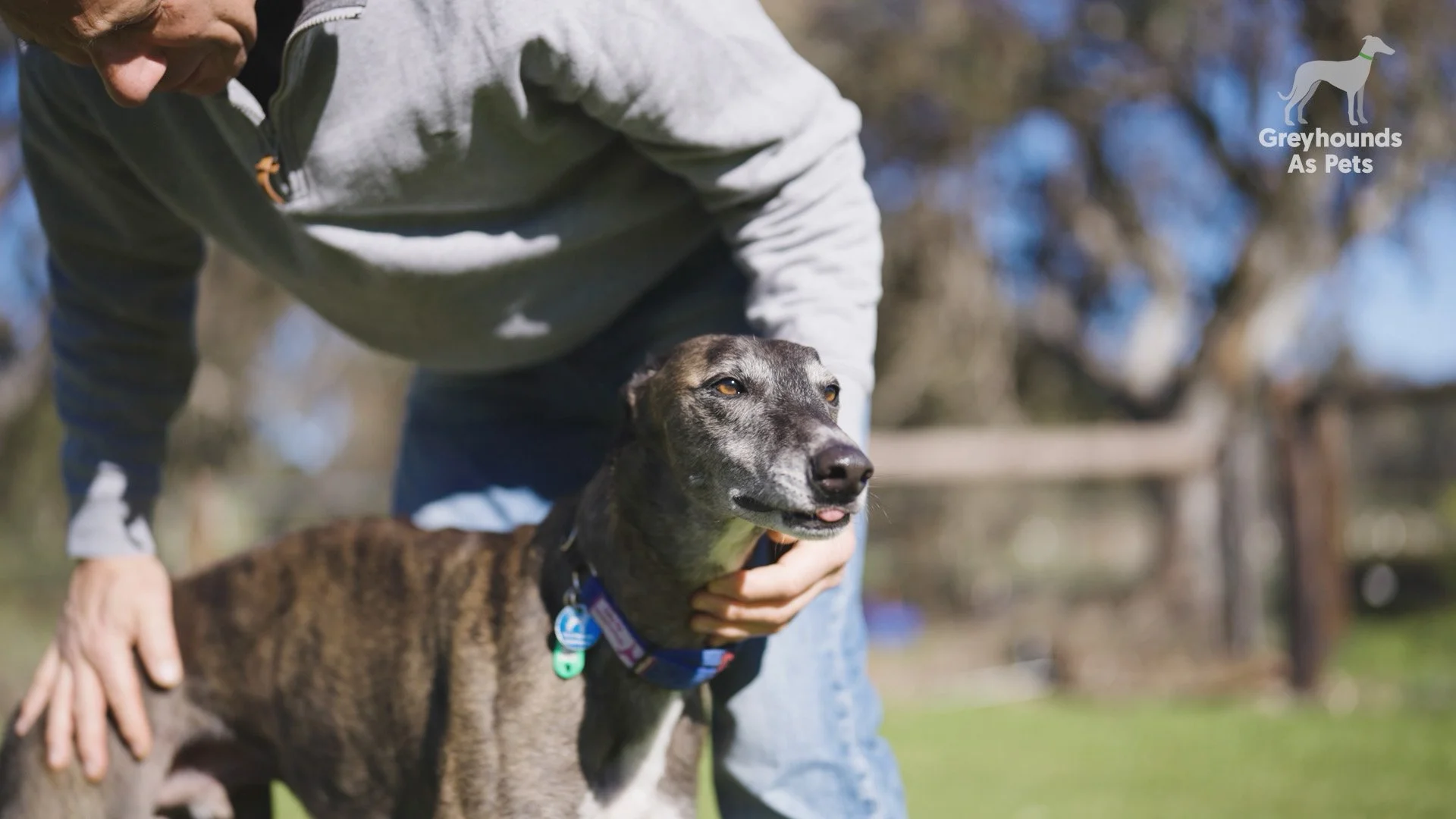Man with greyhound
