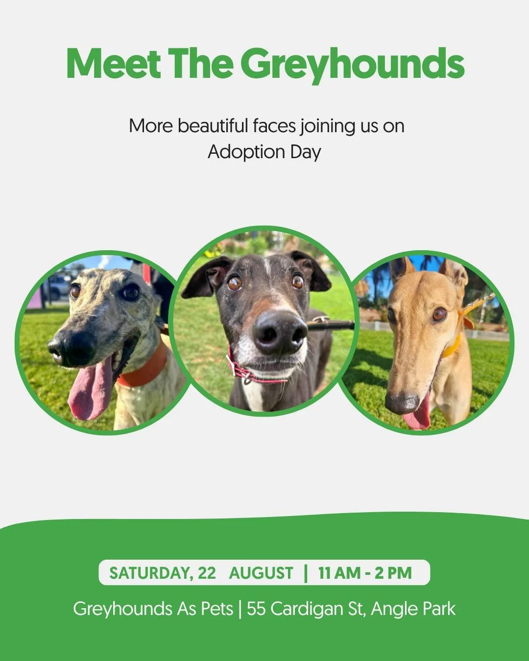 The guest list just got even cuter! 🐾💚

Say hello to another group of greyhounds you&rsquo;ll have the chance to meet at our Adoption Open Day this Saturday.

Could one of these lovely faces be the companion you&rsquo;ve been waiting for? Come alon