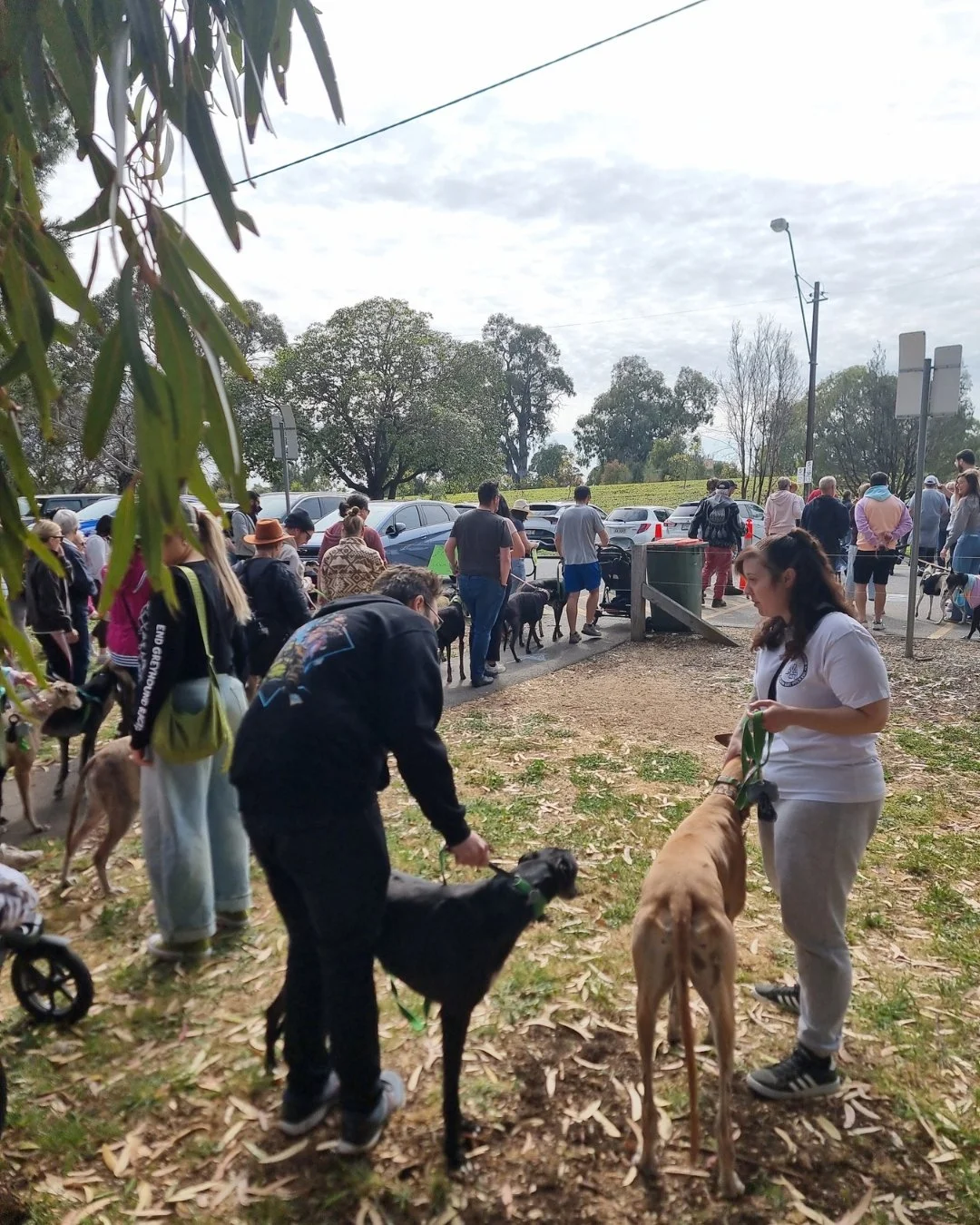 A beautiful morning made even better by 133 greyhounds!

We loved being part of this year&rsquo;s Great Global Greyhound Walk at Victoria Park. Seeing so many hounds and their people come together was incredibly special and a wonderful reminder of ho
