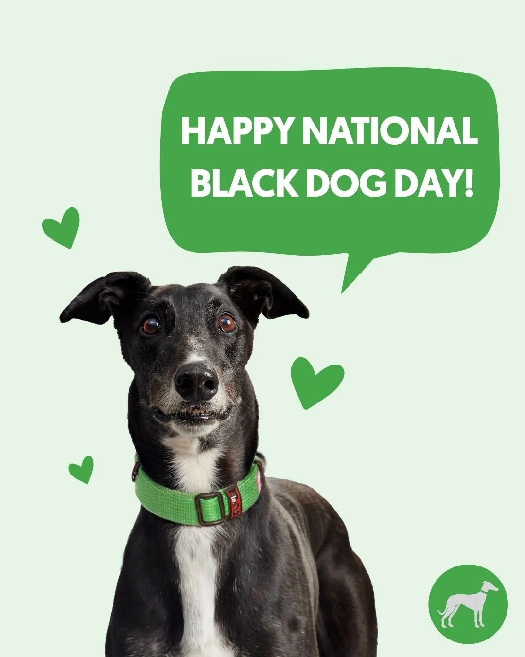 Happy National Black Dog Day 🖤 🐾 Did you know black is one of the most common coat colours among greyhounds? These gorgeous hounds have plenty of love and character to share.

Swipe through to meet a few of our adorable black beauties, then visit o