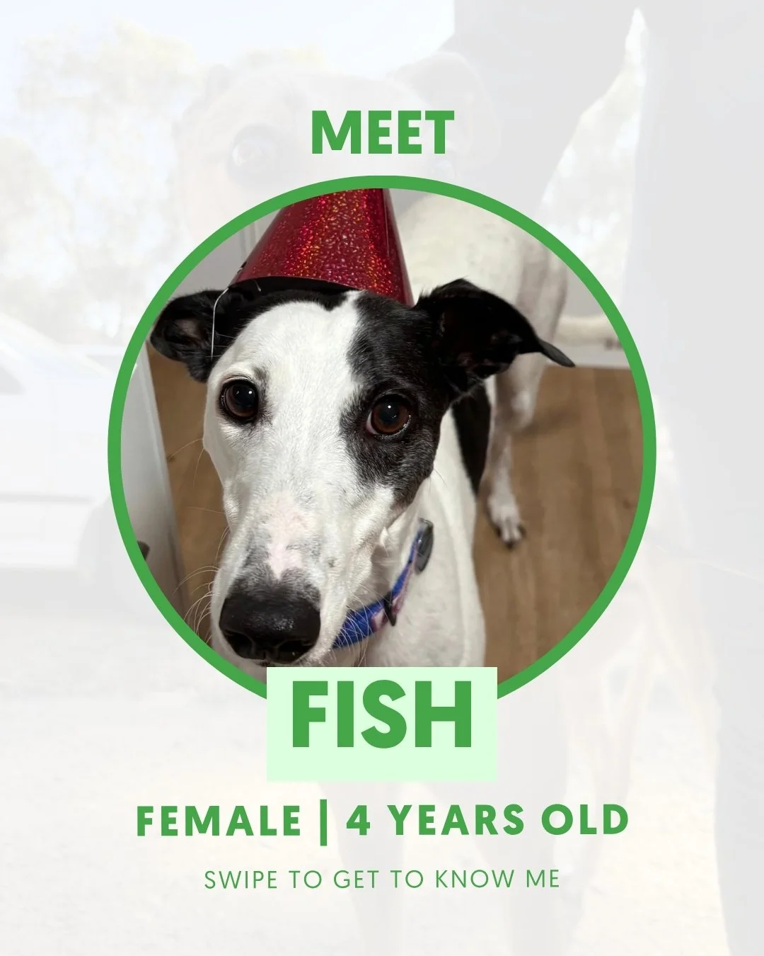 Meet Fish 💚
Happy | Playful | Affectionate

My vibe:
Outgoing, entertaining and always ready to join the fun! I&rsquo;m a loving girl who adores spending time with my people, whether we&rsquo;re heading out for a walk or jumping in the car.

Fun fac