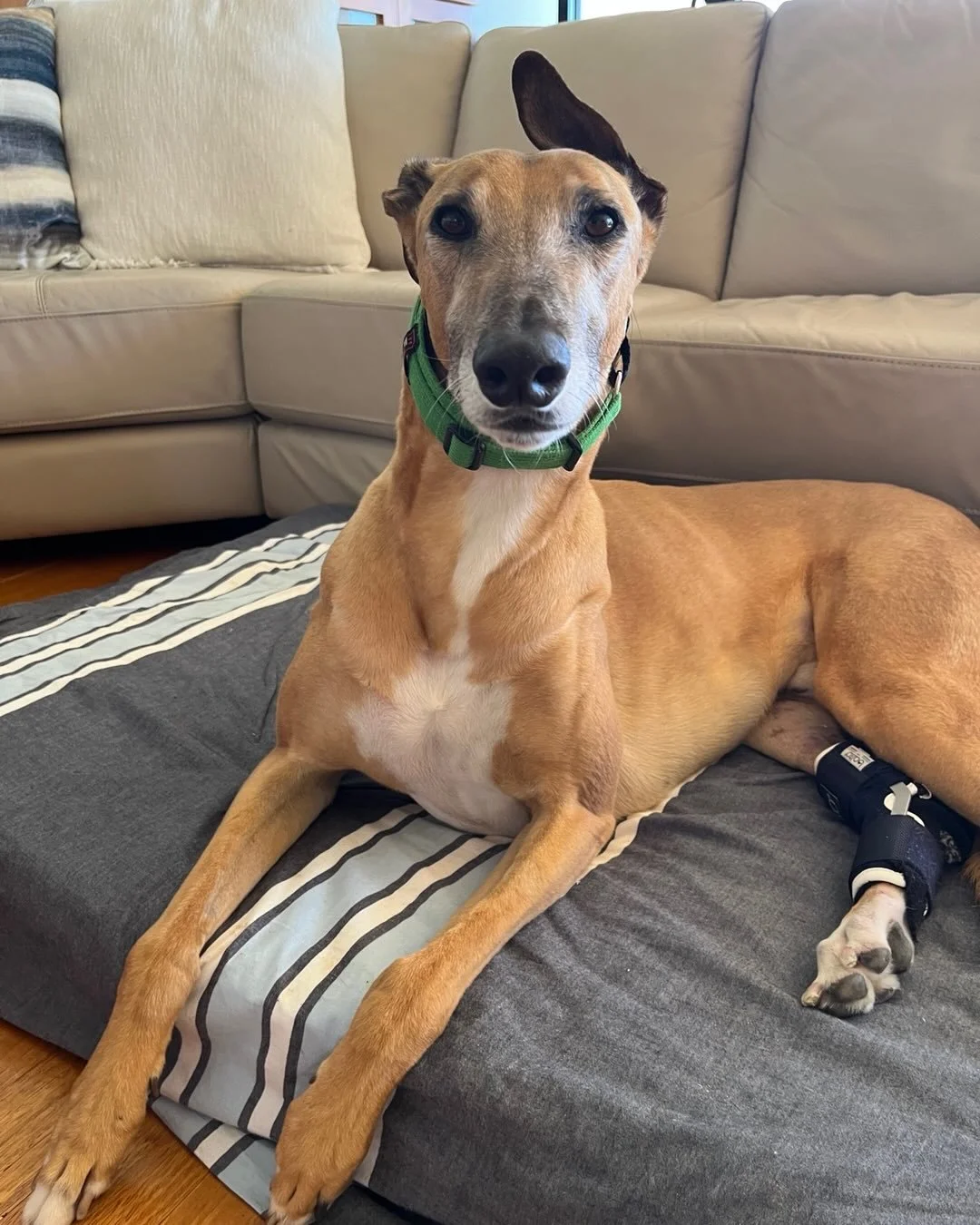 Five wasn&rsquo;t too old 💚

Merv found his family on his fifth birthday a day that also marked their 25th wedding anniversary.

Just three weeks later, Merv suffered a serious injury that required two surgeries and a long recovery. Through every di