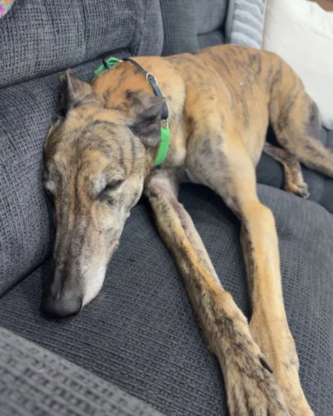 Sundays are made for snoozing 💤💚 Our community understood the assignment and filled our inbox with sleepy greyhounds in every possible position!

Thank you to everyone who shared their hound&rsquo;s best sleeping pose. We received so many adorable 