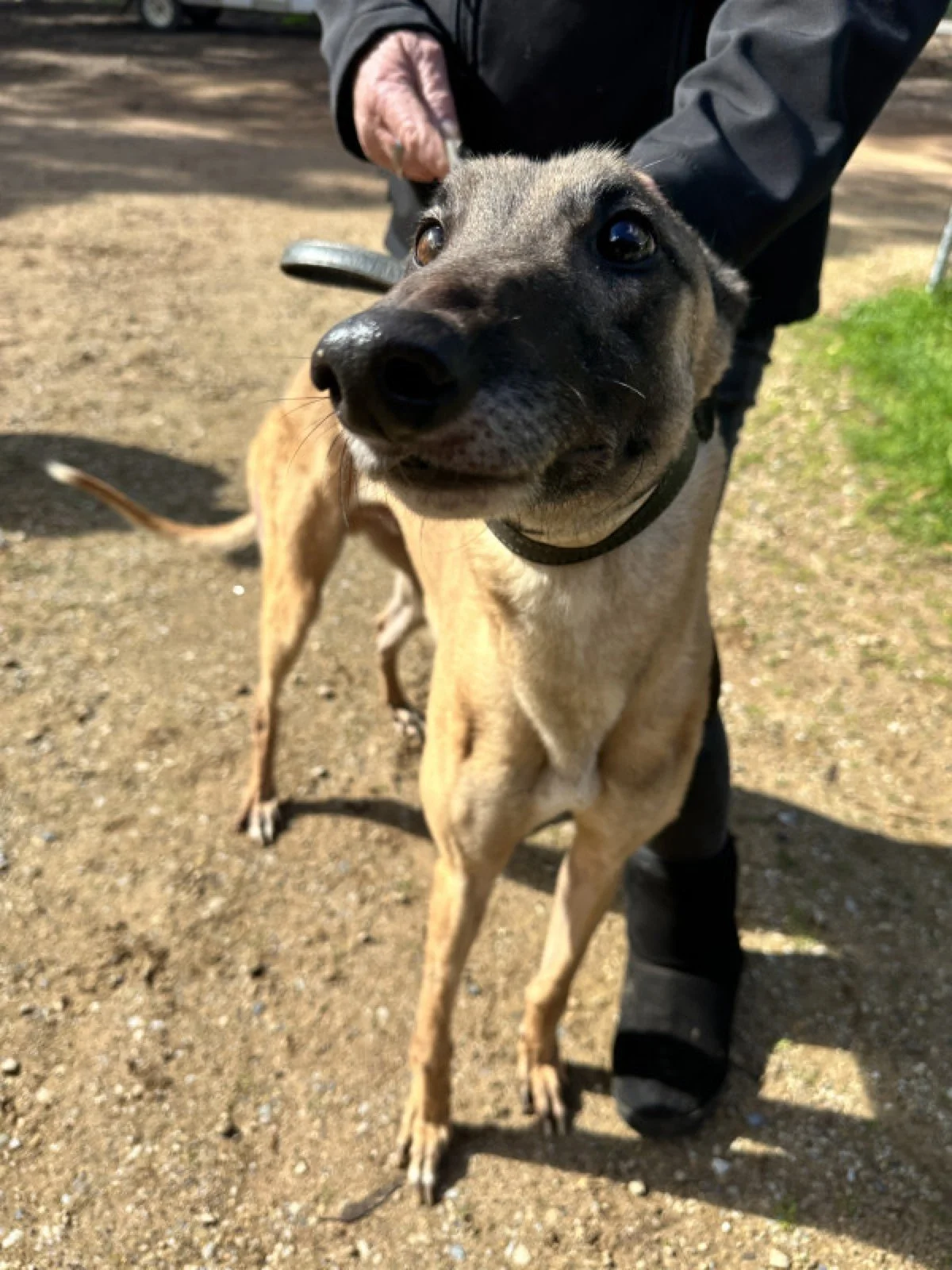 Buddy18082025__7_.jpg