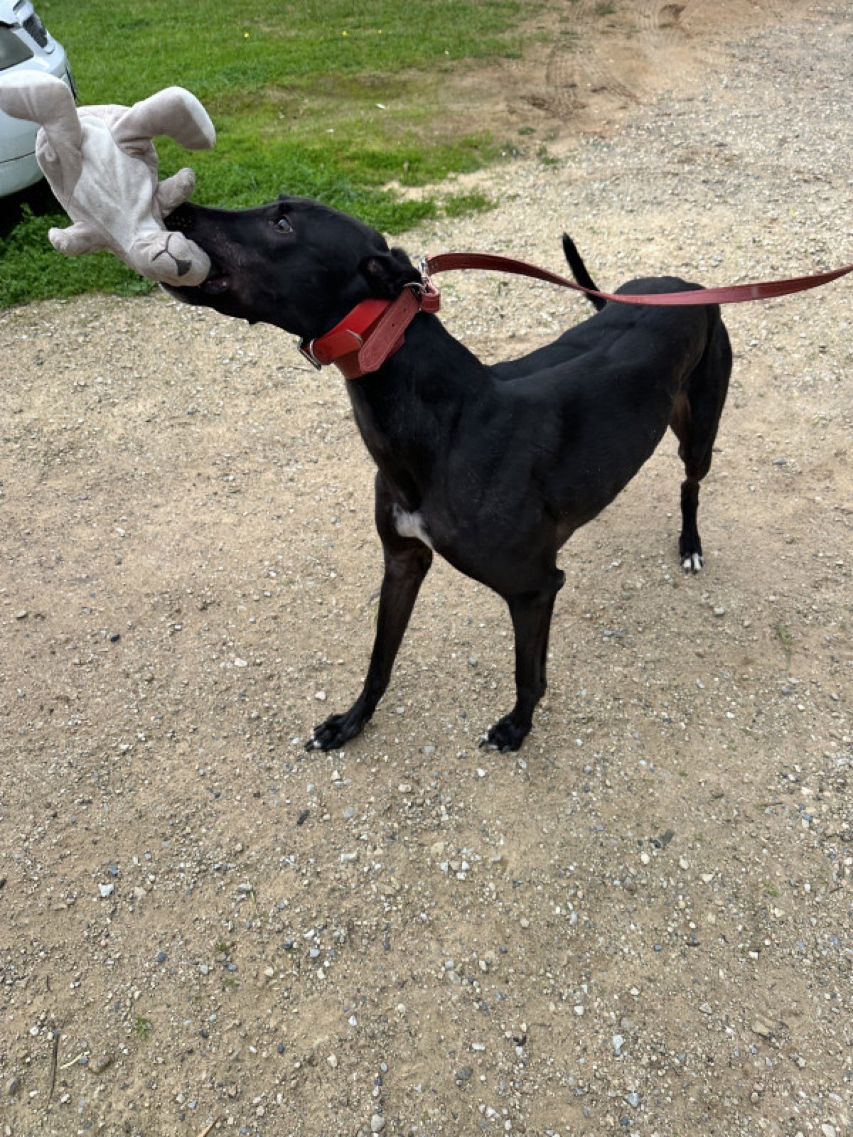 Buddy04082025__3_.jpg