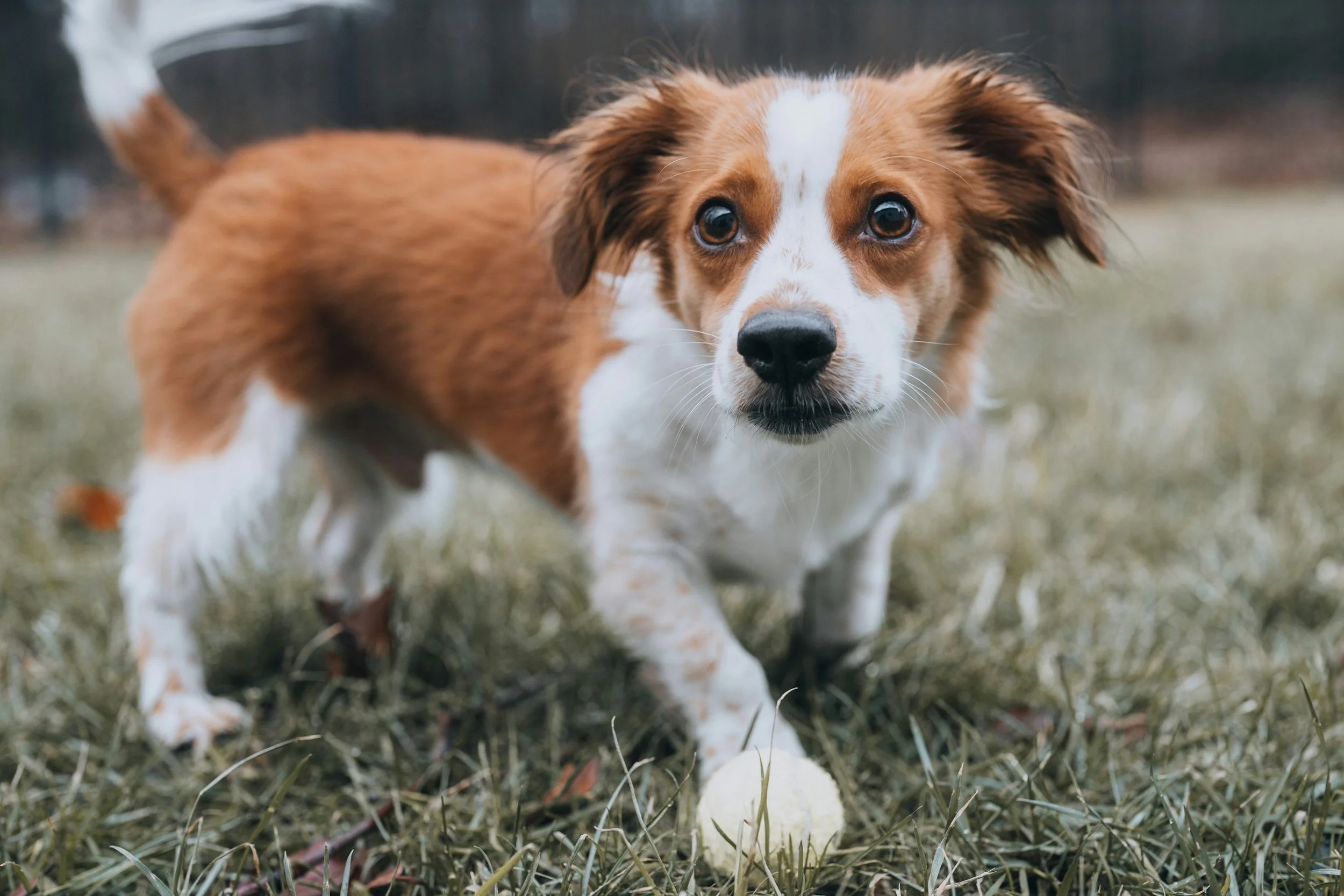 jackie-best-Zst-KCT6pVI-unsplash (1).jpg