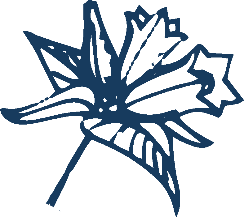 Outline drawing of a single maple leaf.