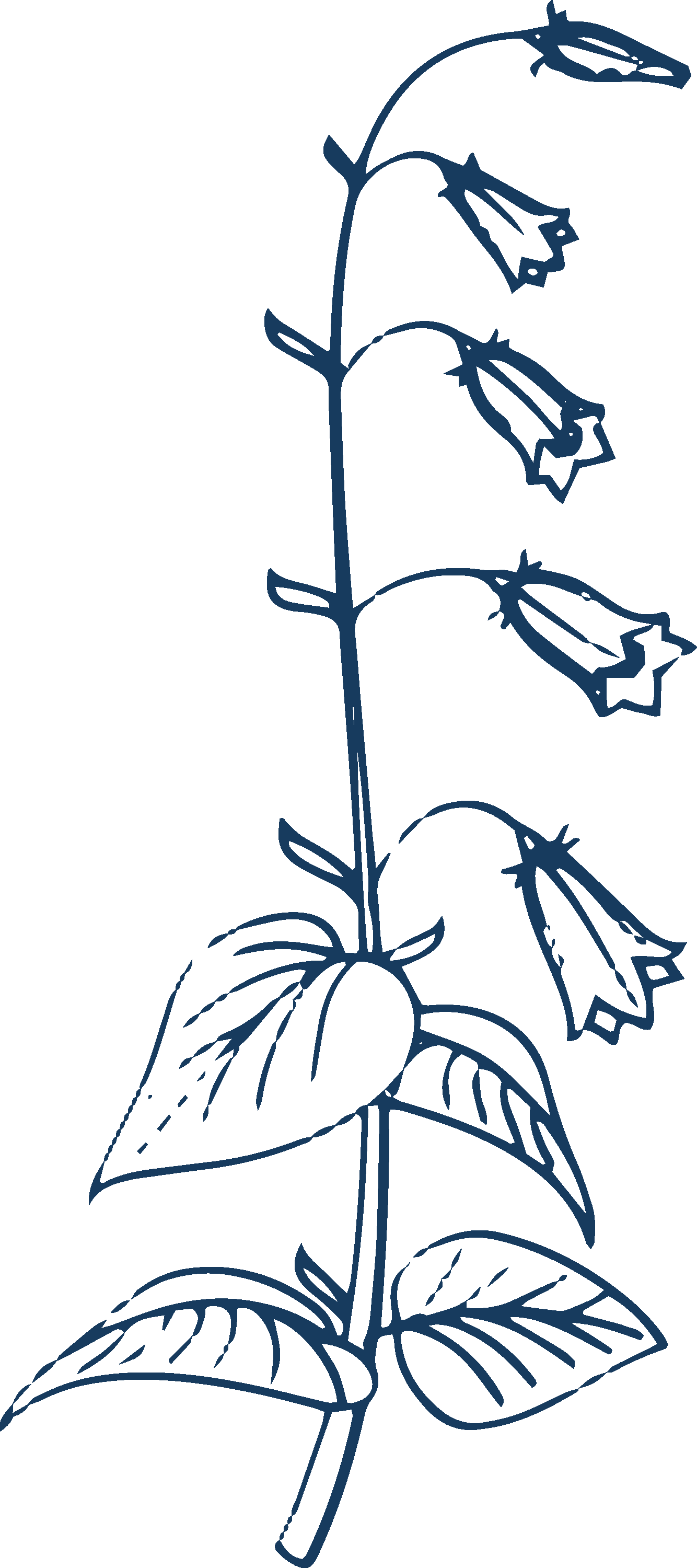 A simple illustration of a flowering plant with leaves and hanging flowers.