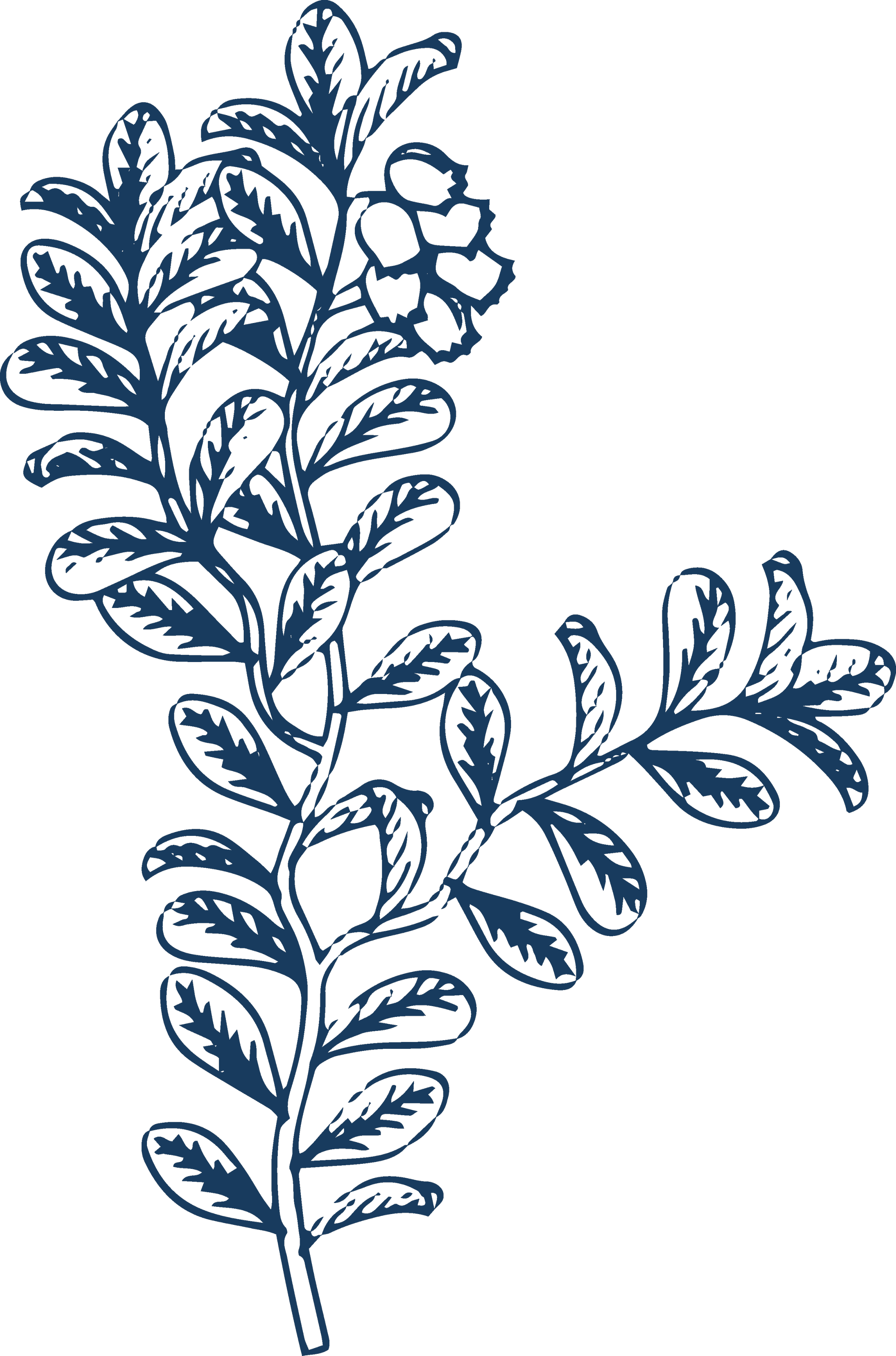 A navy blue line drawing of a leafy plant with small flowers on a black background.