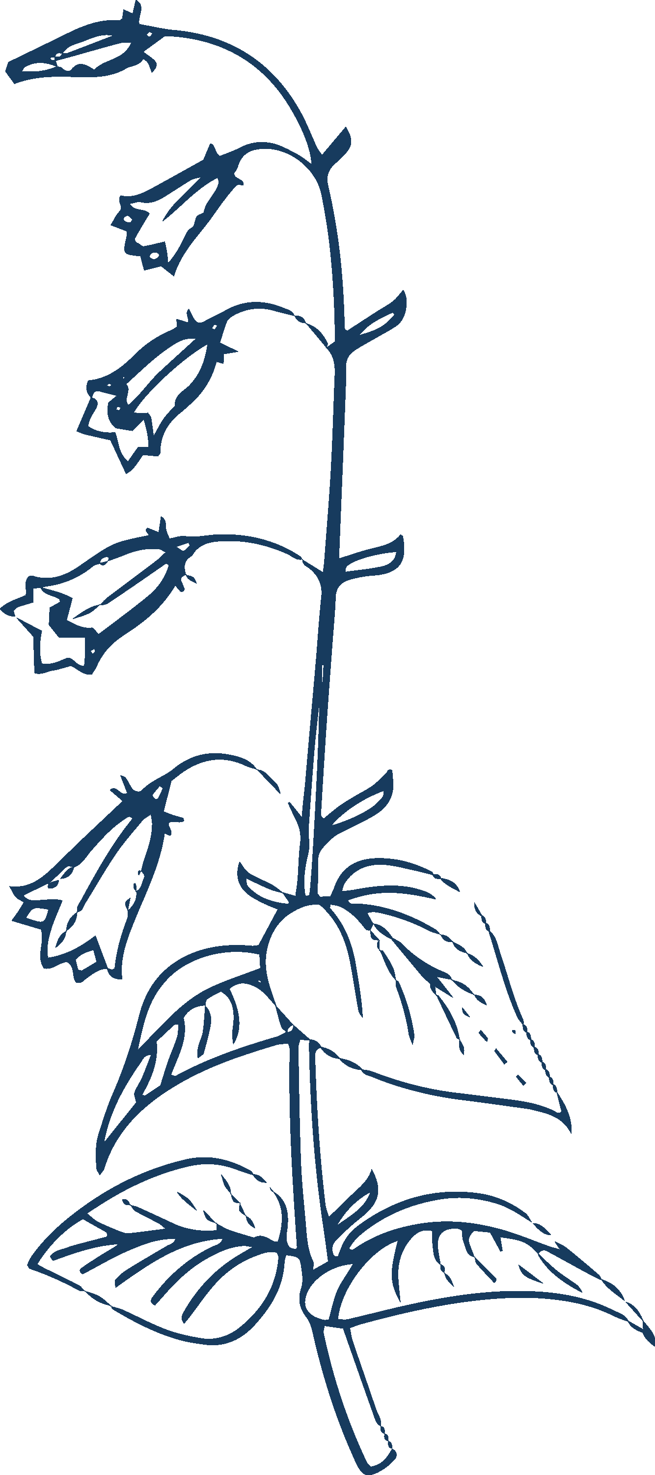 Illustration of a tall plant with multiple leaves and bell-shaped flowers arranged along a central stem.