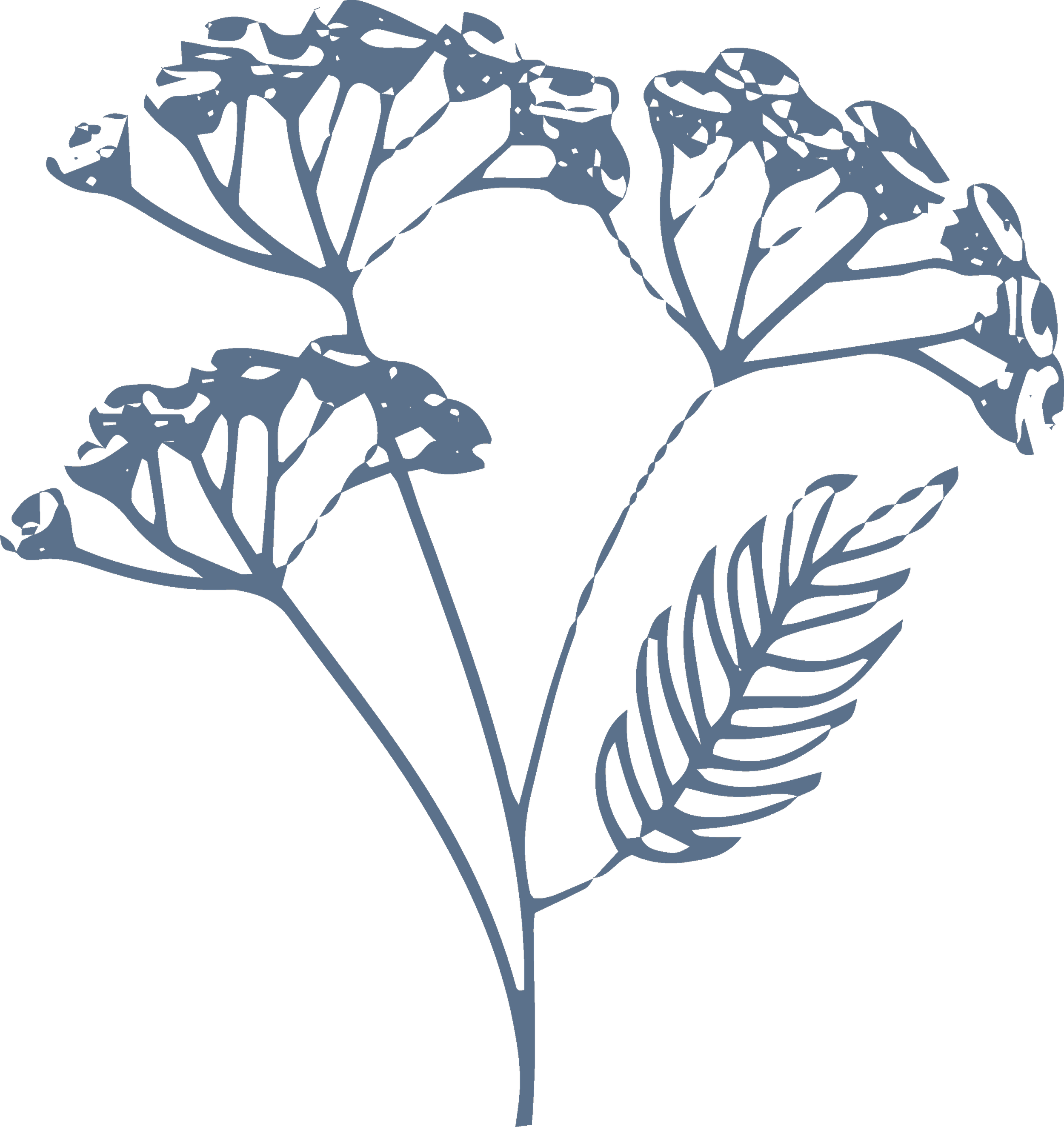 Line drawing of a plant with multiple leaves on black background.
