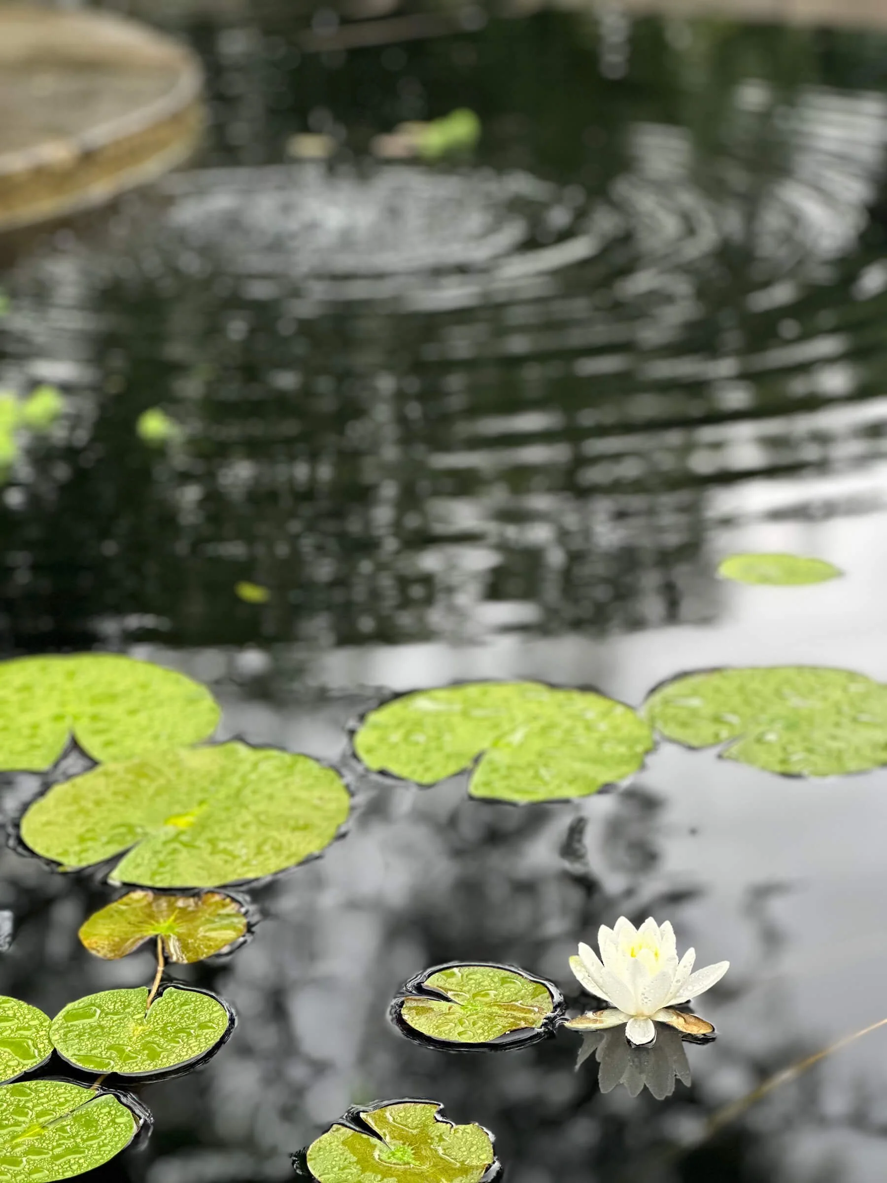 Water lilies and lily pads floating on a pond with ripples and reflections.